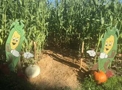 The entrance to the children's corn maze at Laity Pumpkin Patch North near Vancouver