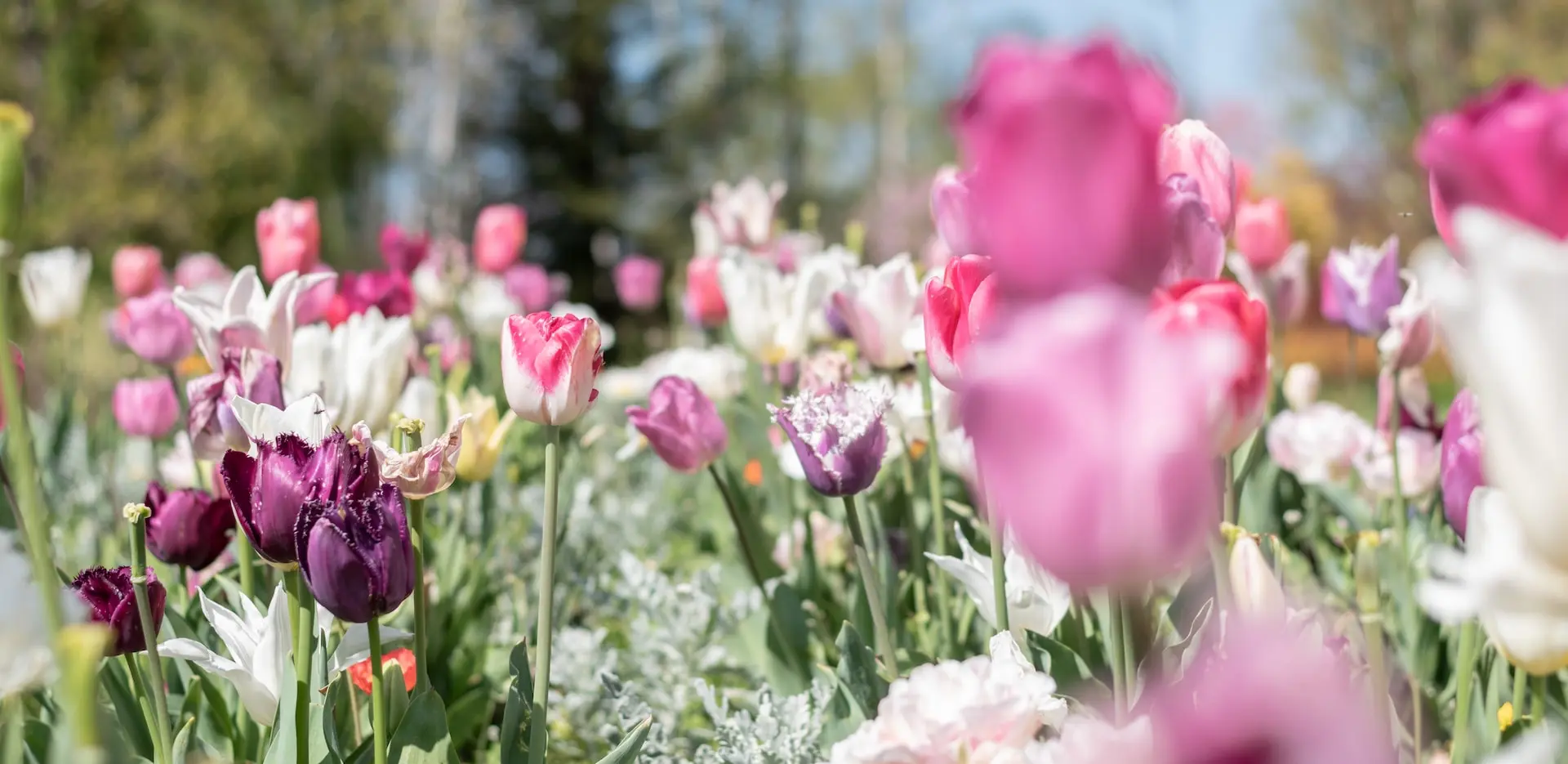 A close up of purple and white tulips with shallow depth of field