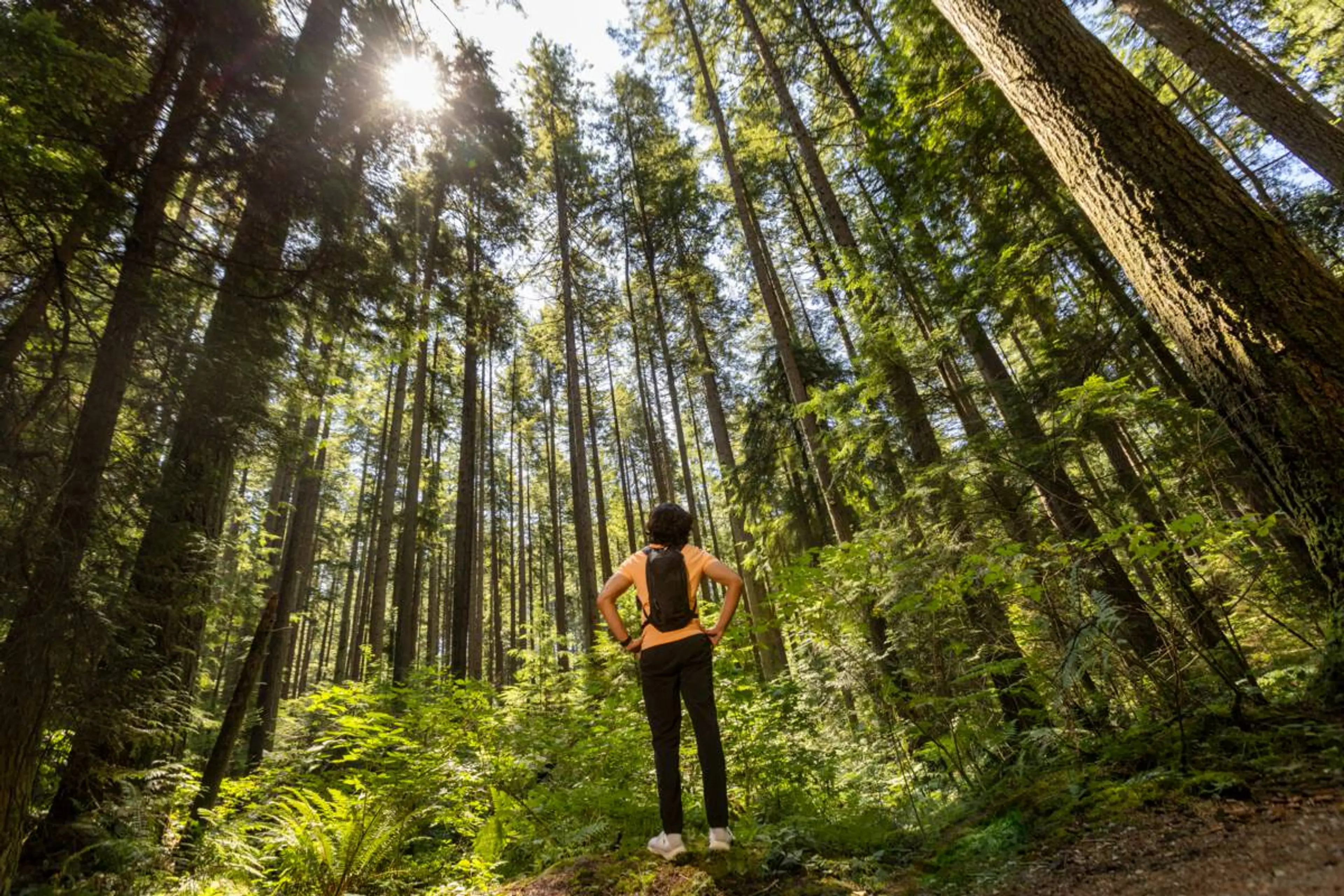 Person with a backpack looking up while standing among tall forest trees in Vancouver.
