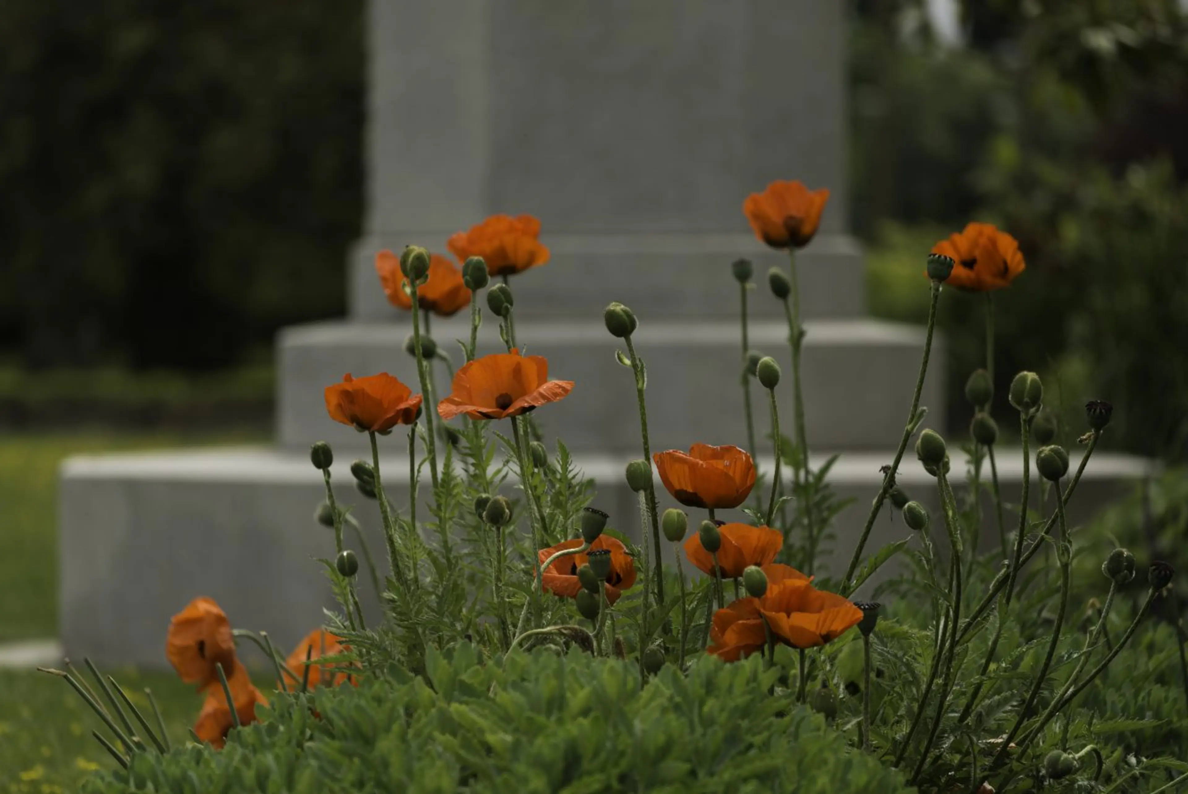 Little Chamber Music’s fall commemorative events