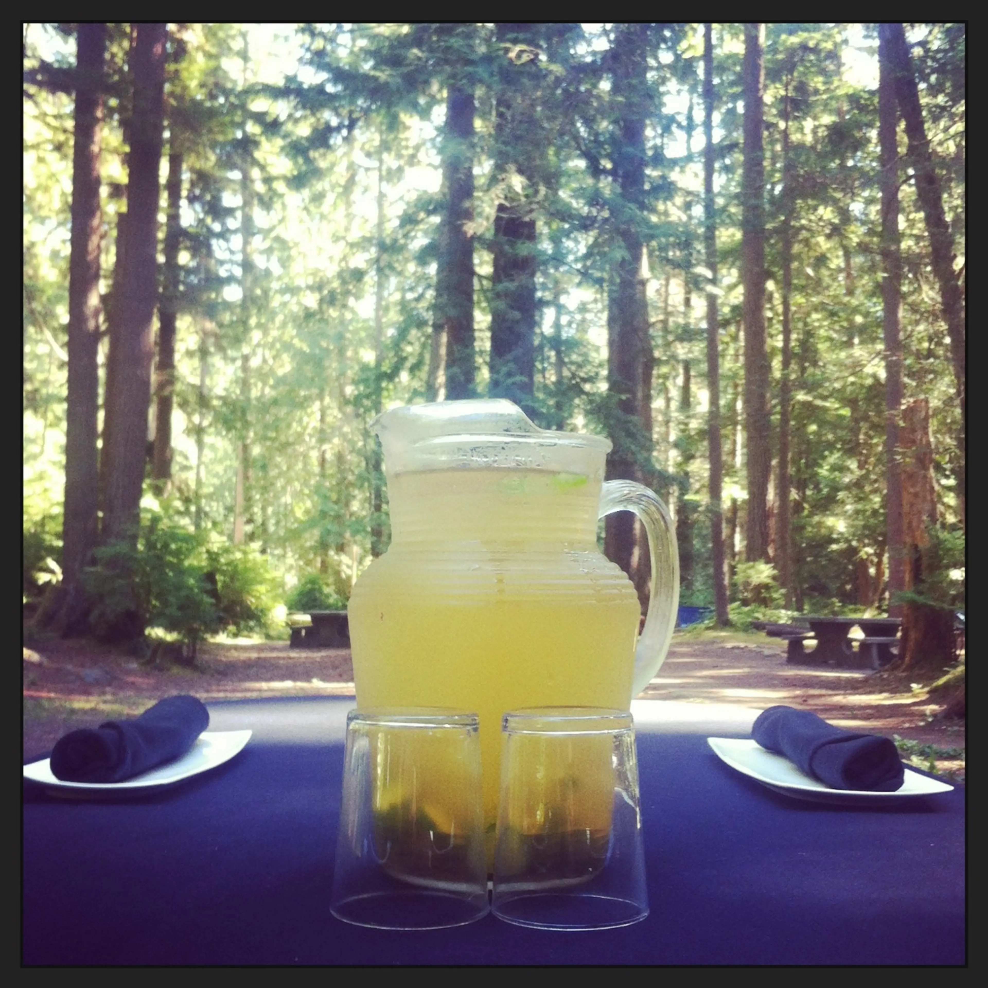 Wild Edibles Rainforest Walking Tour