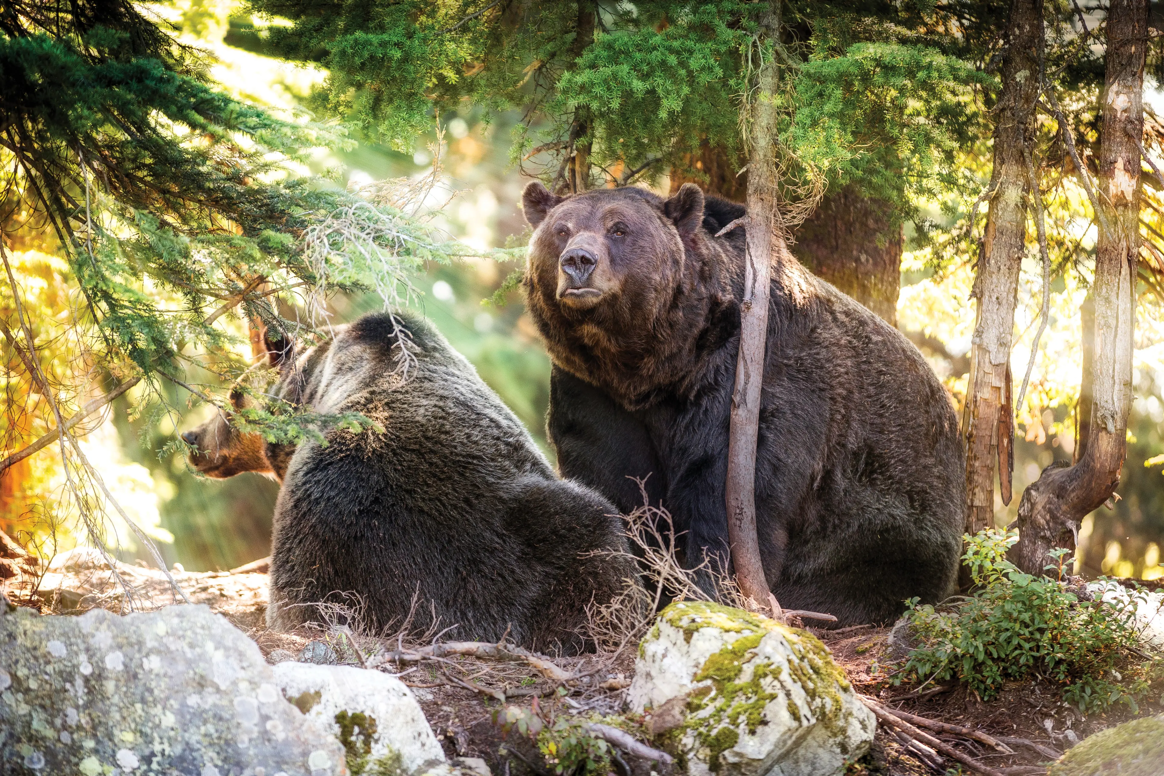 Two large grizzly bears sitting among trees and rocks in a sunlit forest.