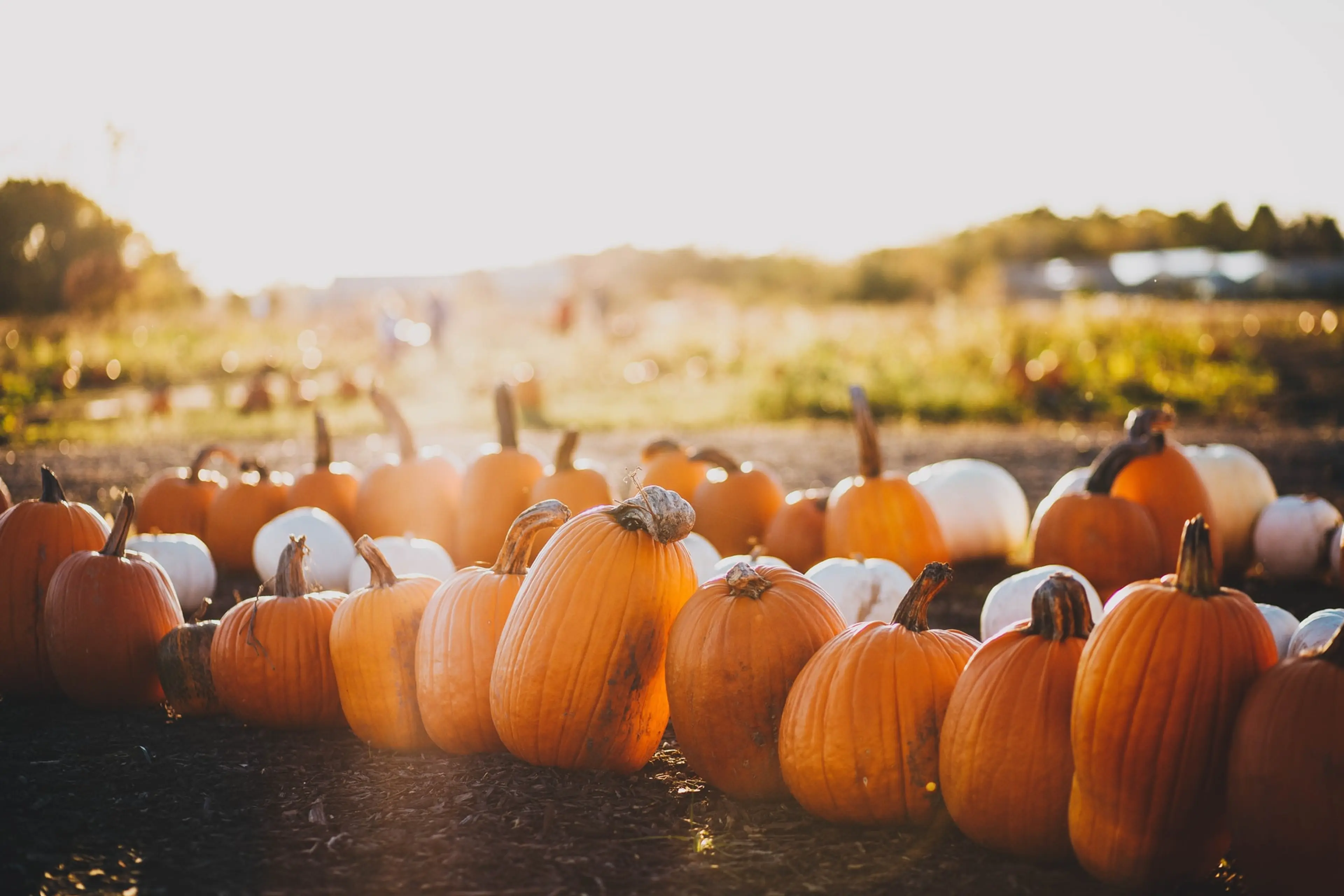 15 Vancouver Pumpkin Patches to Add to Your Fall Bucket List