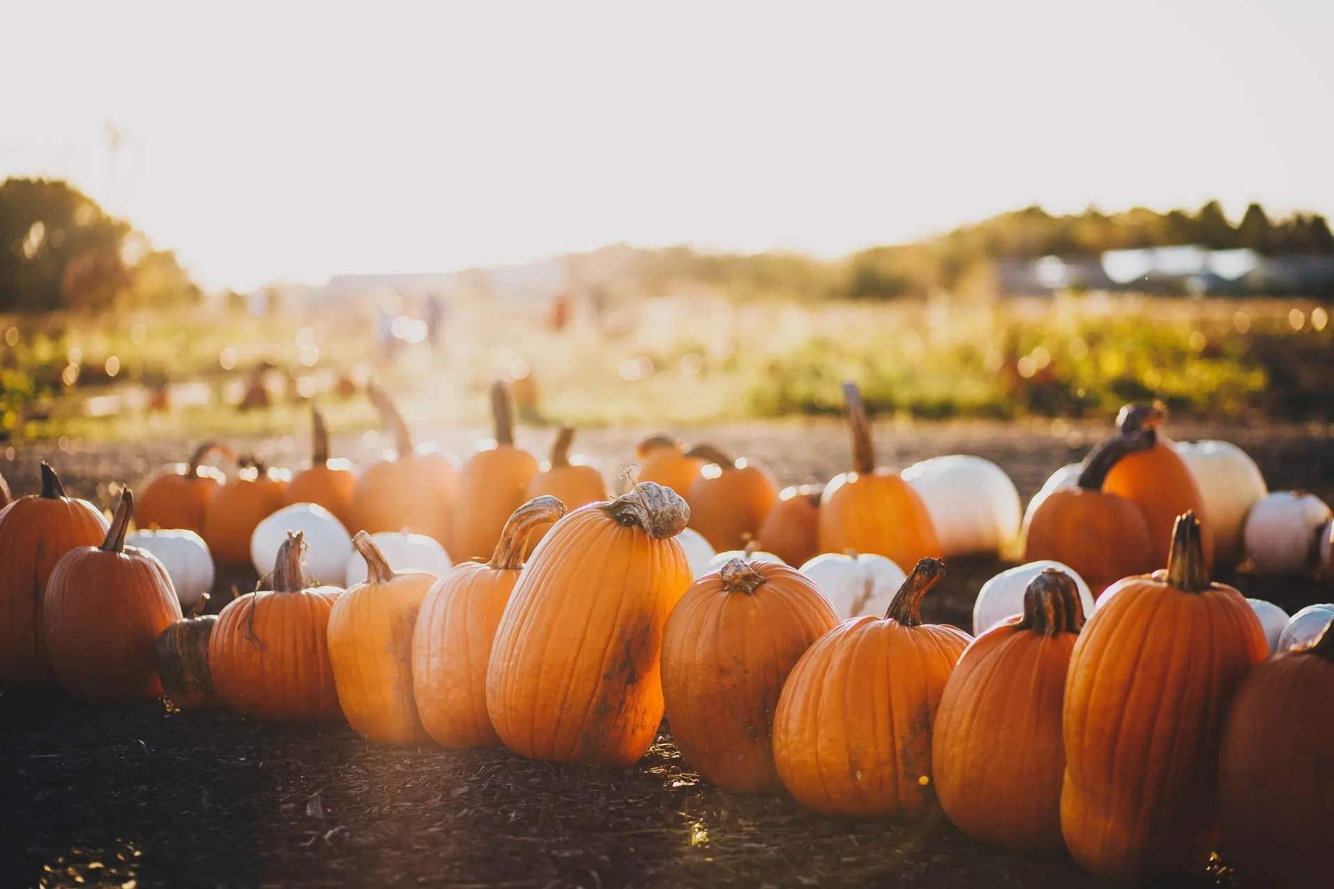 15 Vancouver Pumpkin Patches to Add to Your Fall Bucket List