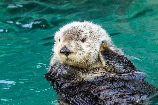 Sea otter floating on its back in clear blue water, scratching its head with a paw.