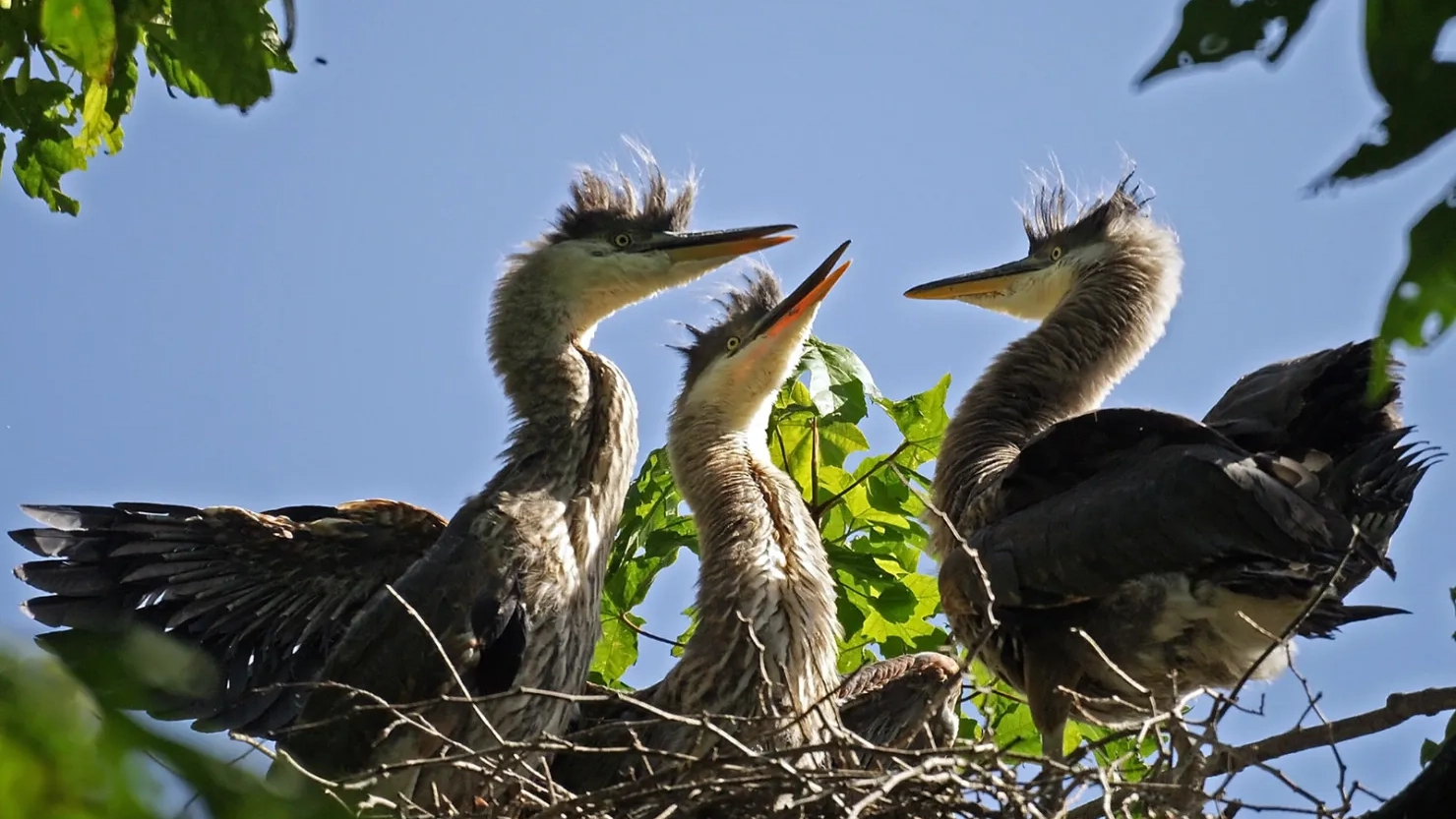 Bird Nesting Tourism: Discover Nature’s Hidden Wonders Today