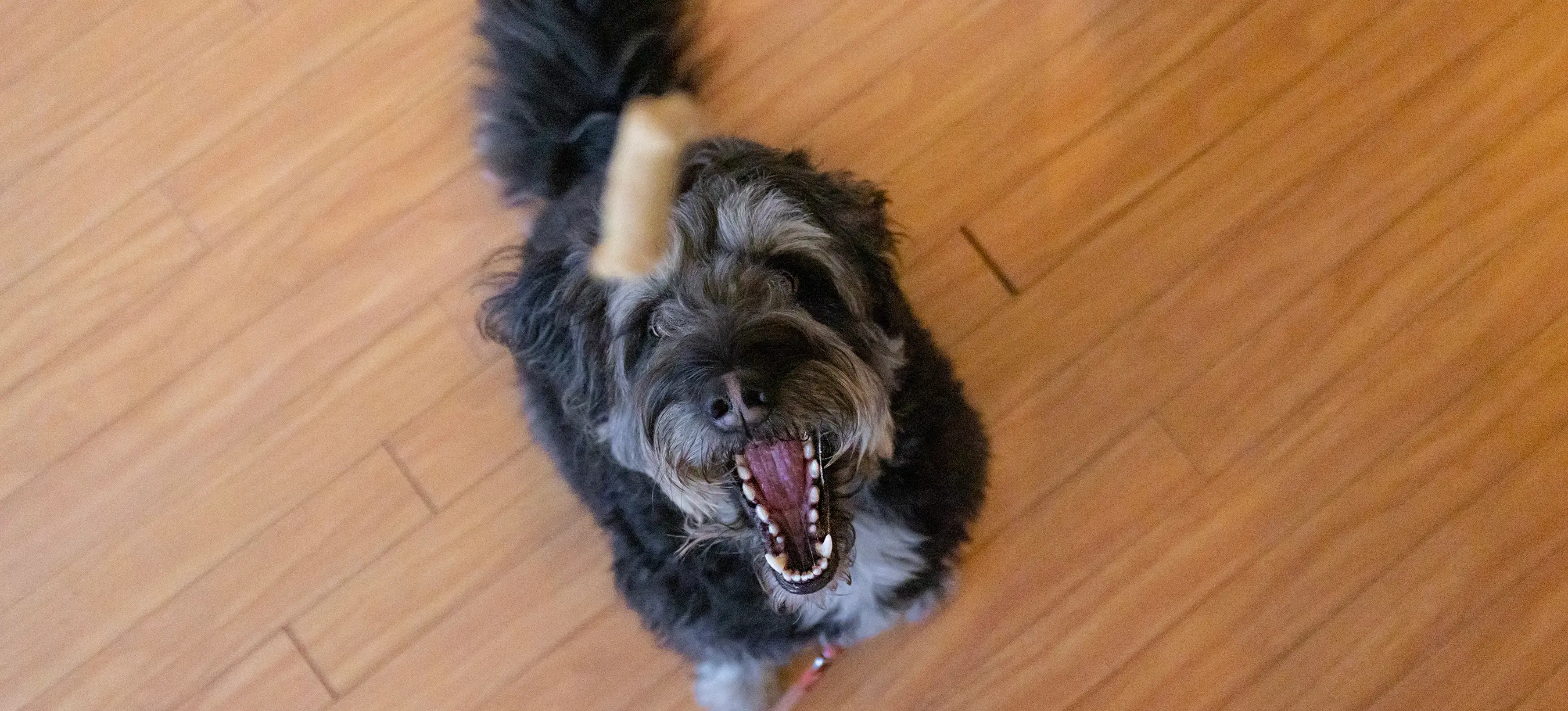 Petite Forêt Play Café is PET FRIENDLY!