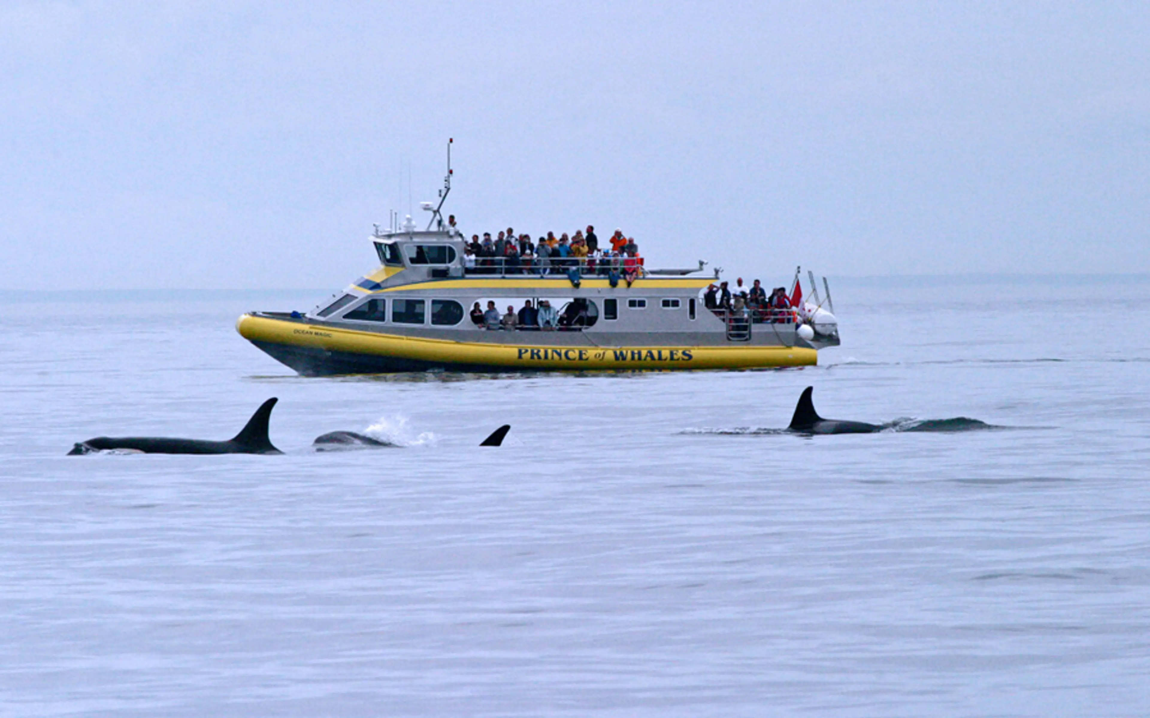 A whale watching boat in the Strait of Georgia near Vancouver, BC