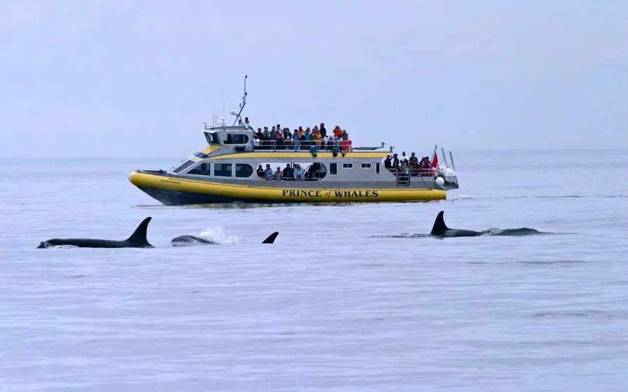 A whale watching boat in the Strait of Georgia near Vancouver, BC
