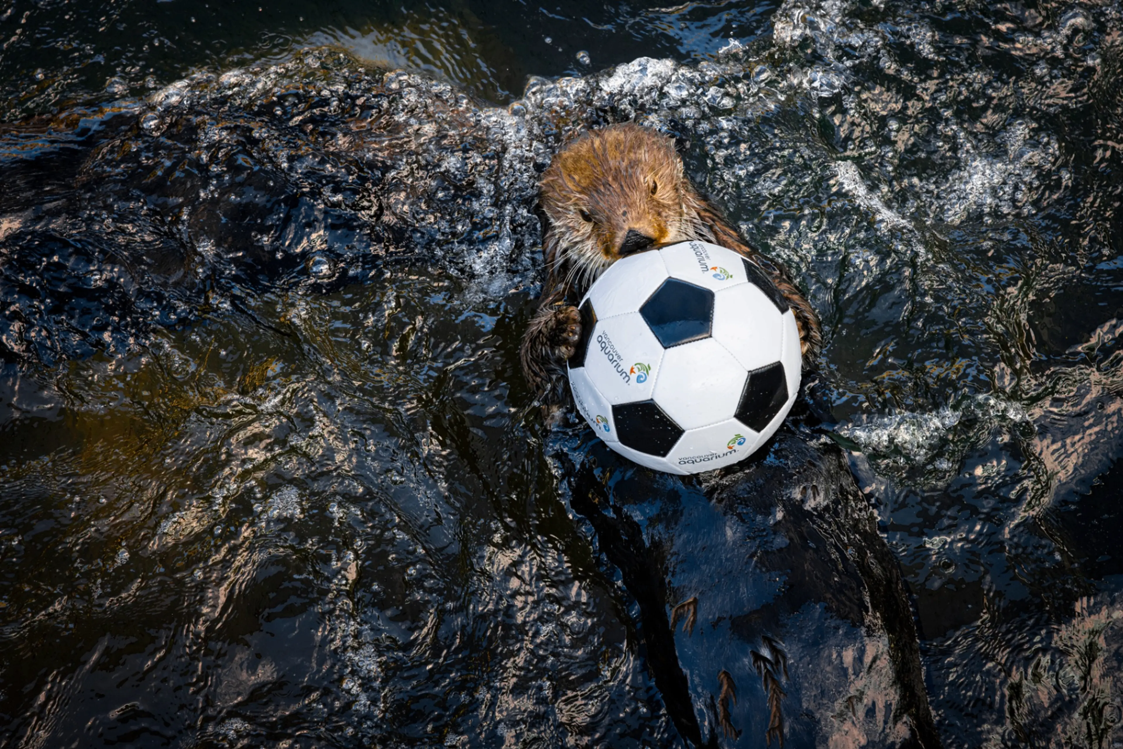 An otter floating on water holding a small black and white soccer ball.