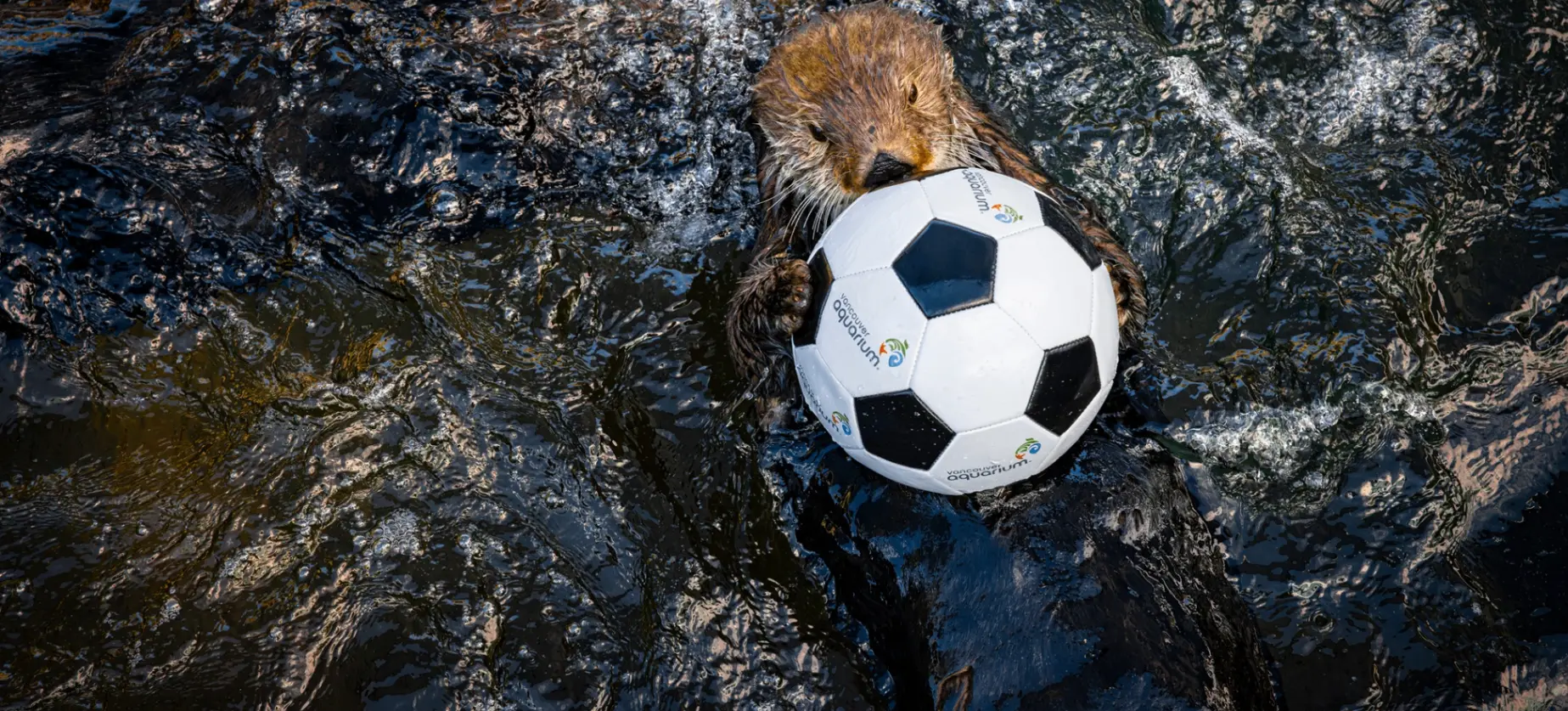 An otter floating on water holding a small black and white soccer ball.