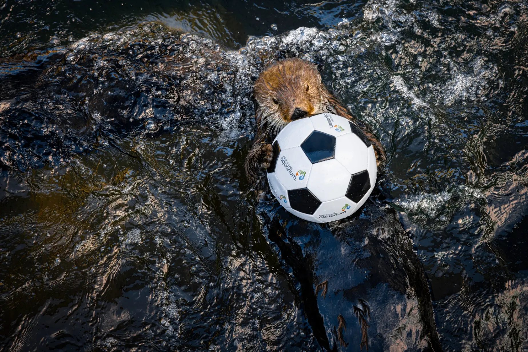 An otter floating on water holding a small black and white soccer ball.