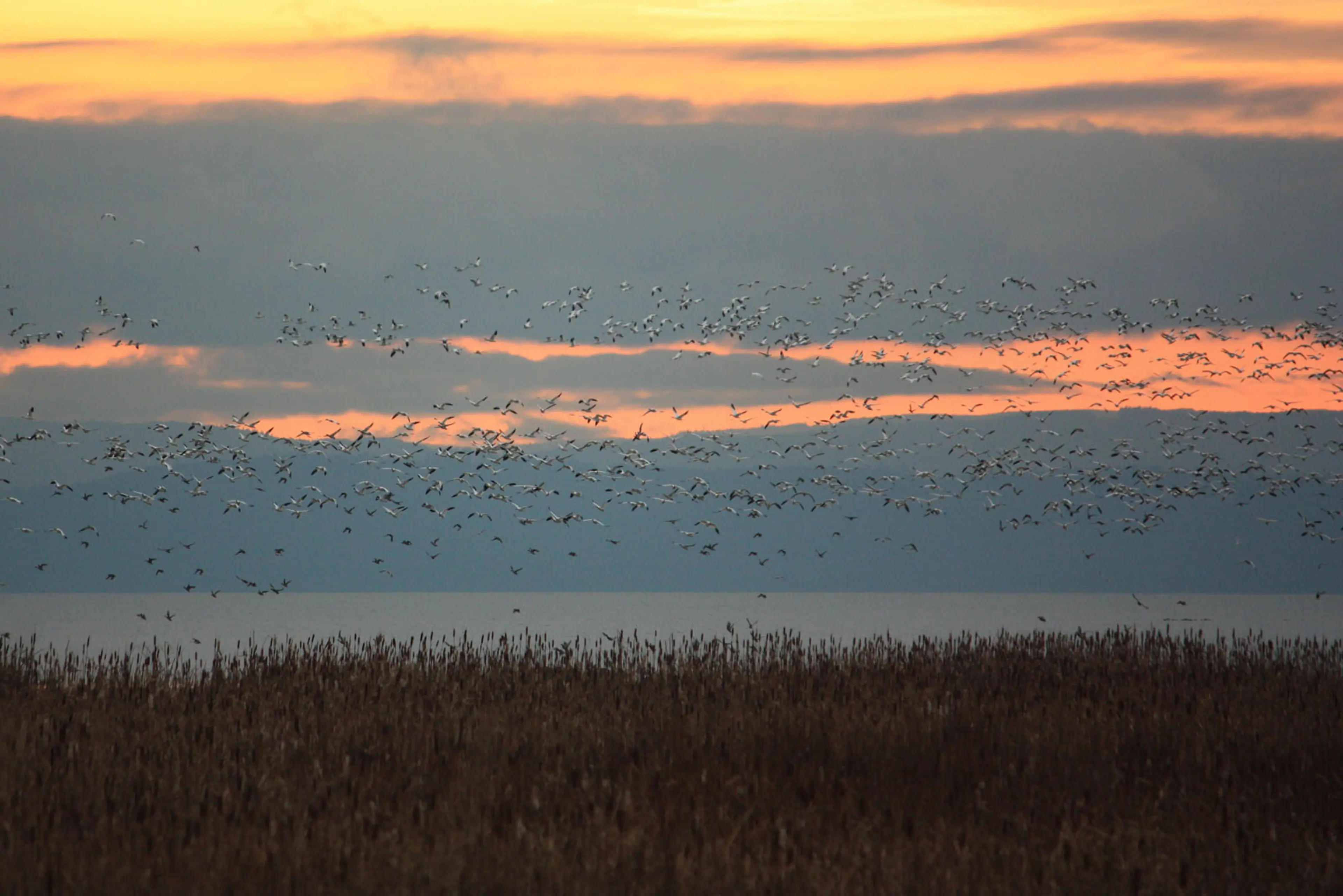 Snow geese in flight