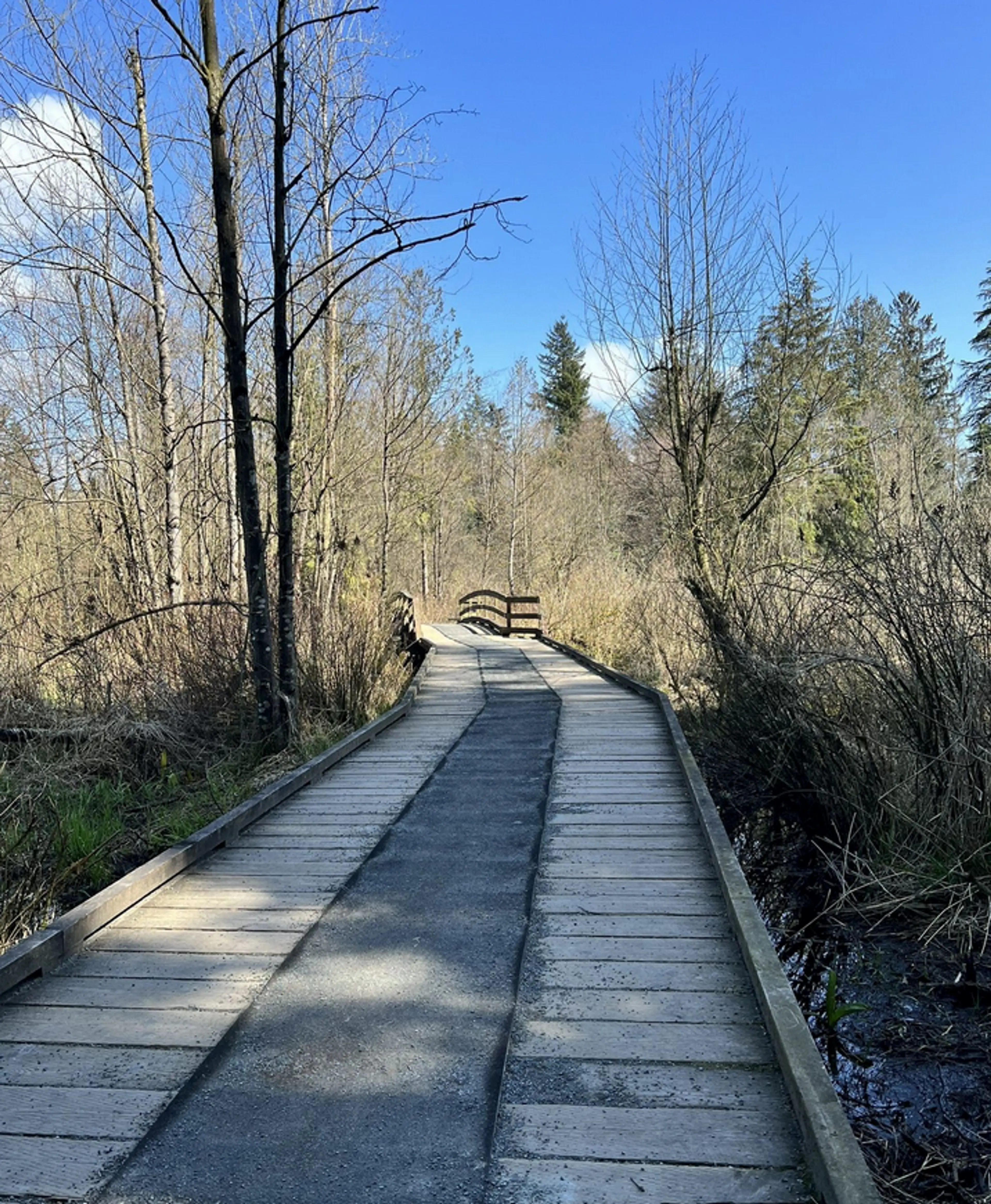 Boardwalk on the Pepin Brook Loop Trail in Aldergrove Regional Park