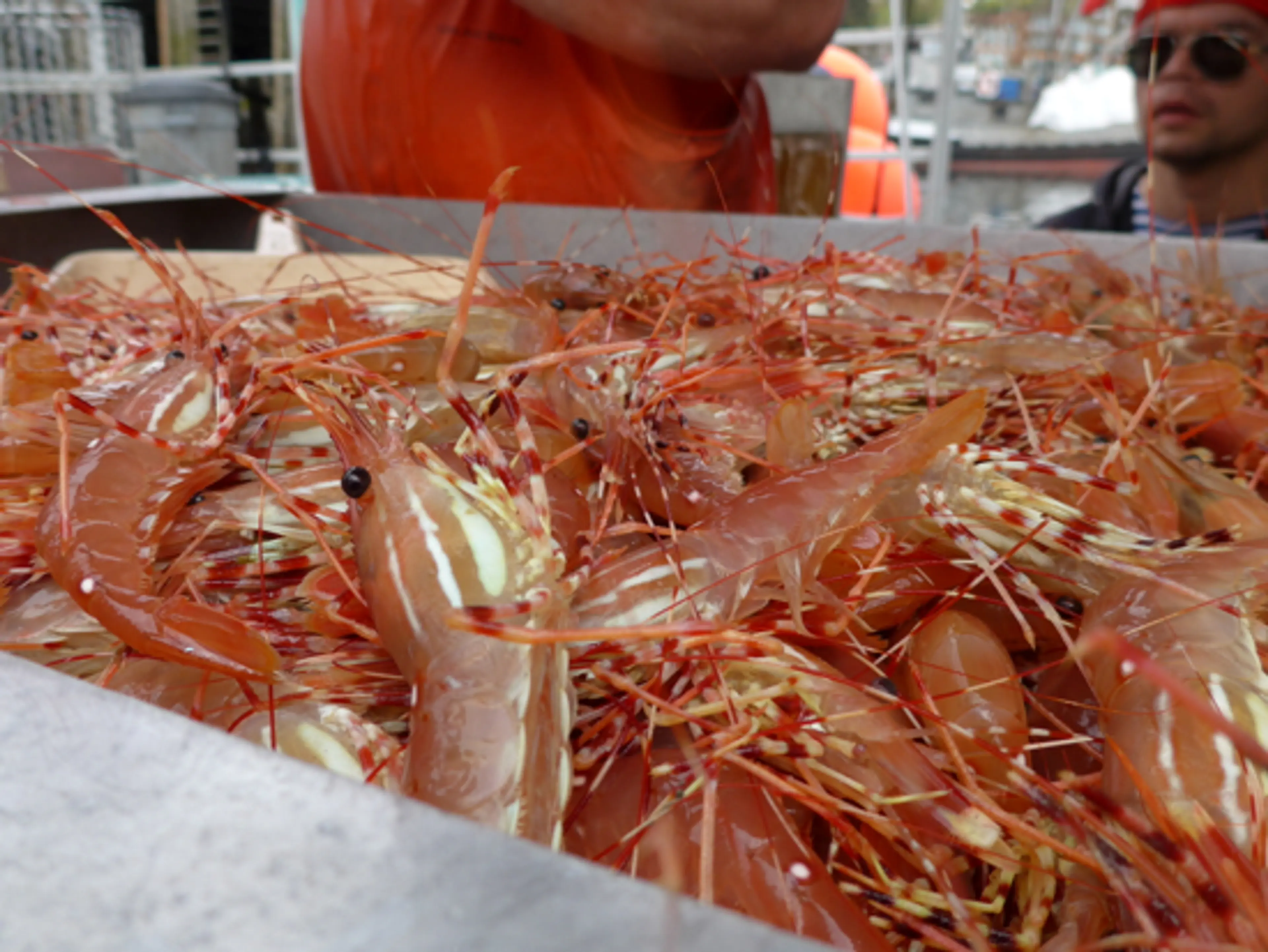 Vancouver Date Idea: Celebrate the 10th Annual Spot Prawn Festival