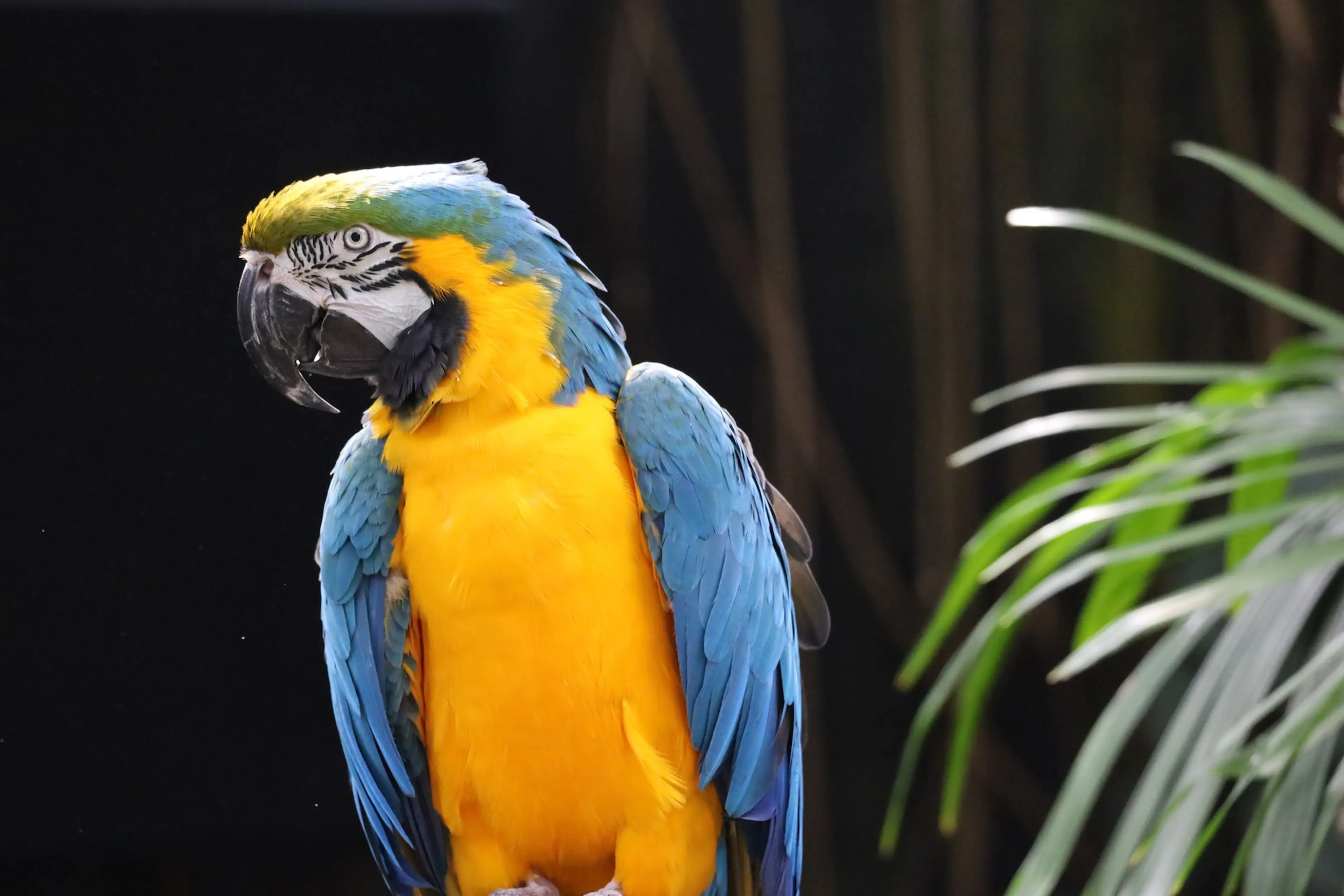A tropical bird at the Bloedel Conservatory in Vancouver