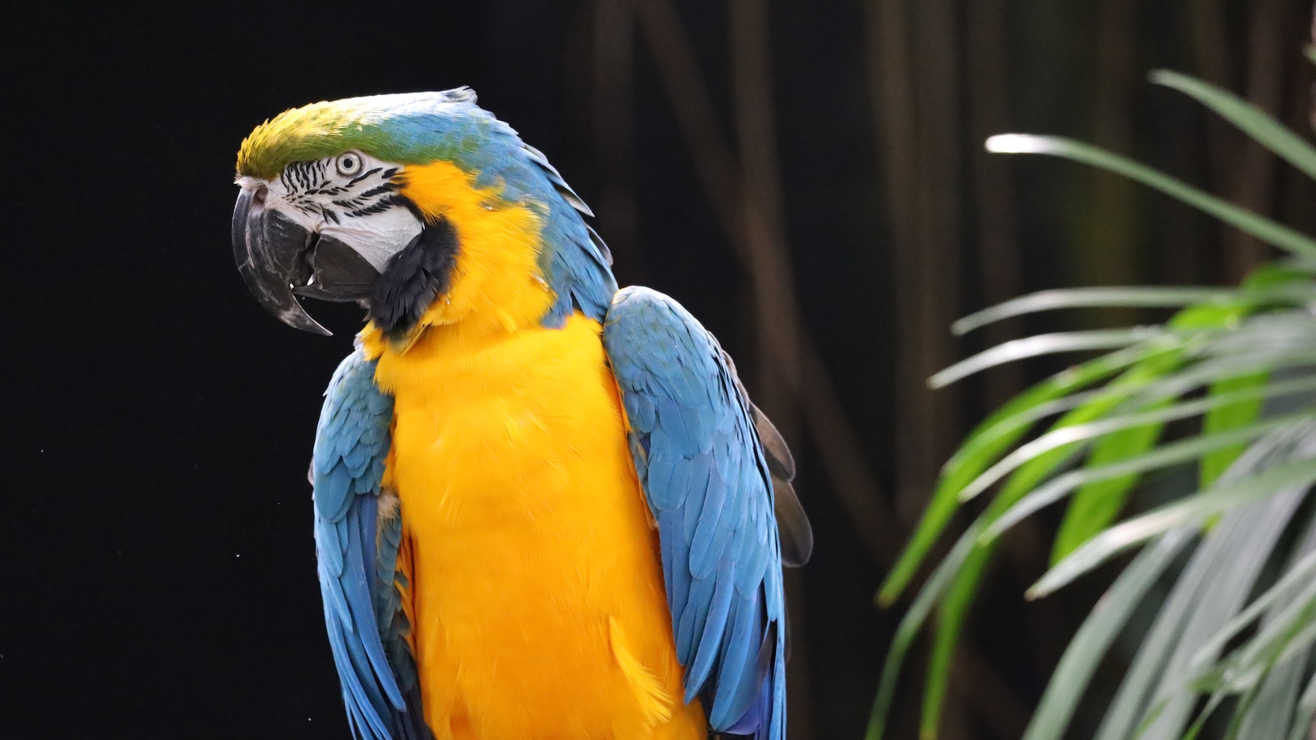A tropical bird at the Bloedel Conservatory in Vancouver