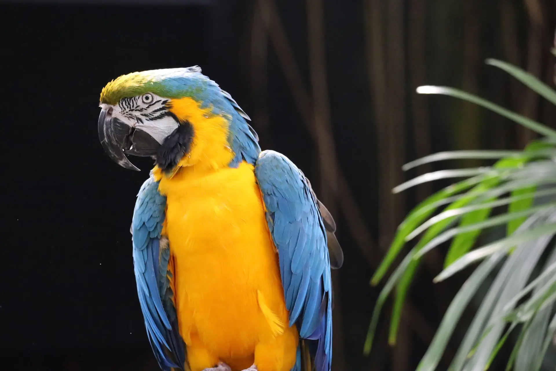 A tropical bird at the Bloedel Conservatory in Vancouver