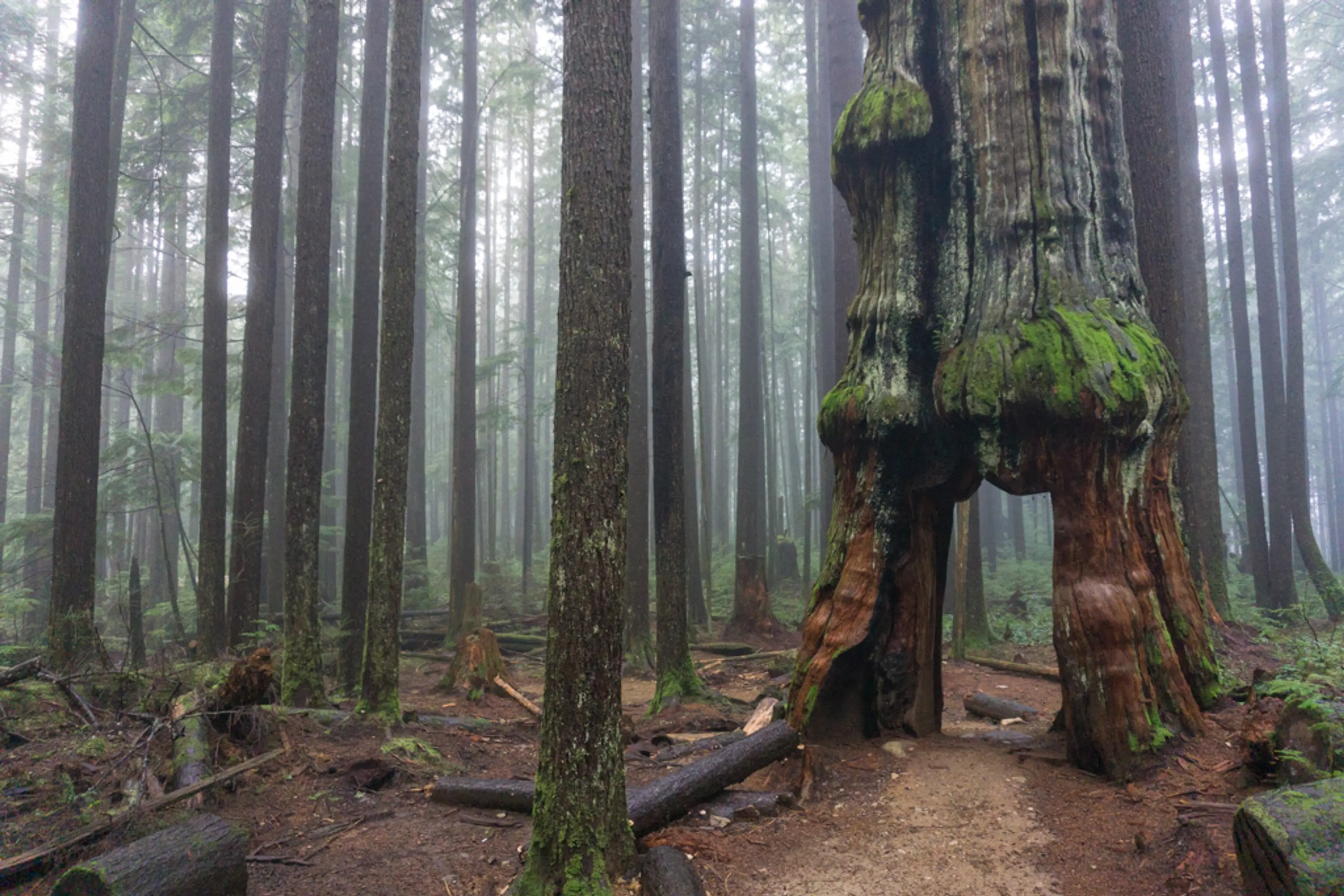 Mountain bike trail through a tree on the Circuit 8 Trail in the Lower Seymour Conservation Reserve