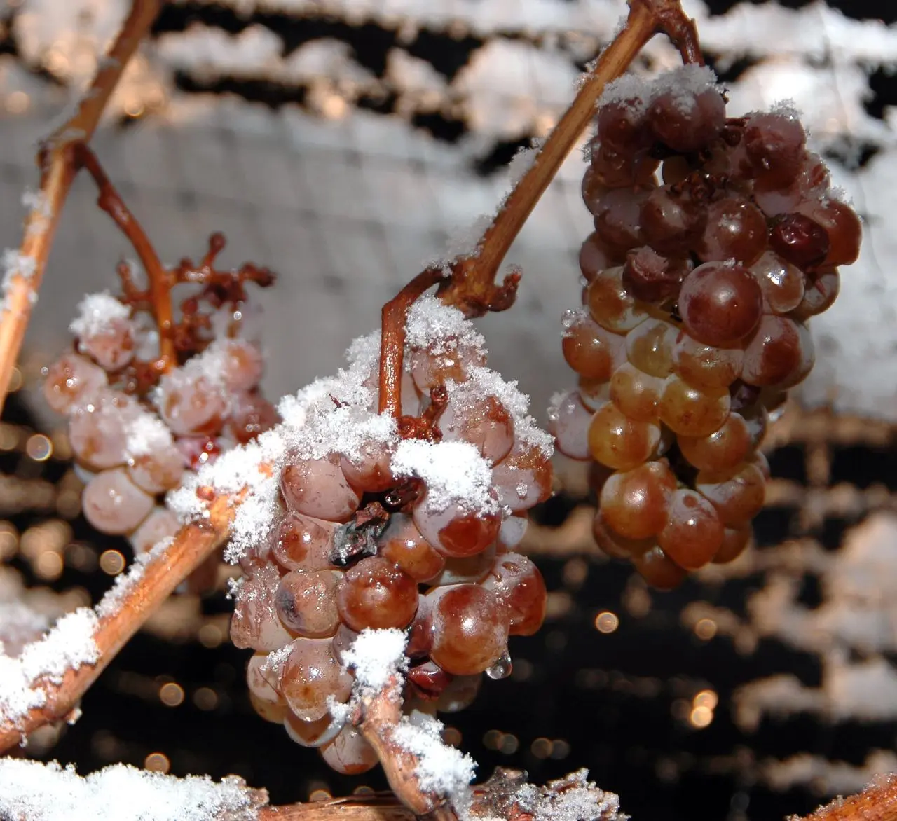 British Columbia Icewine