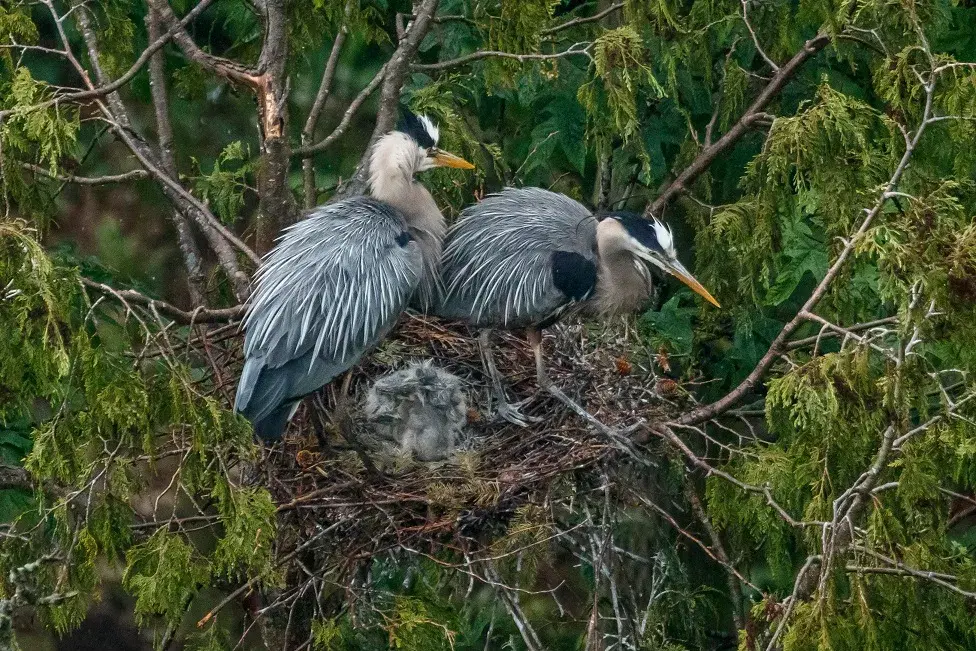 Herons in Stanley Park