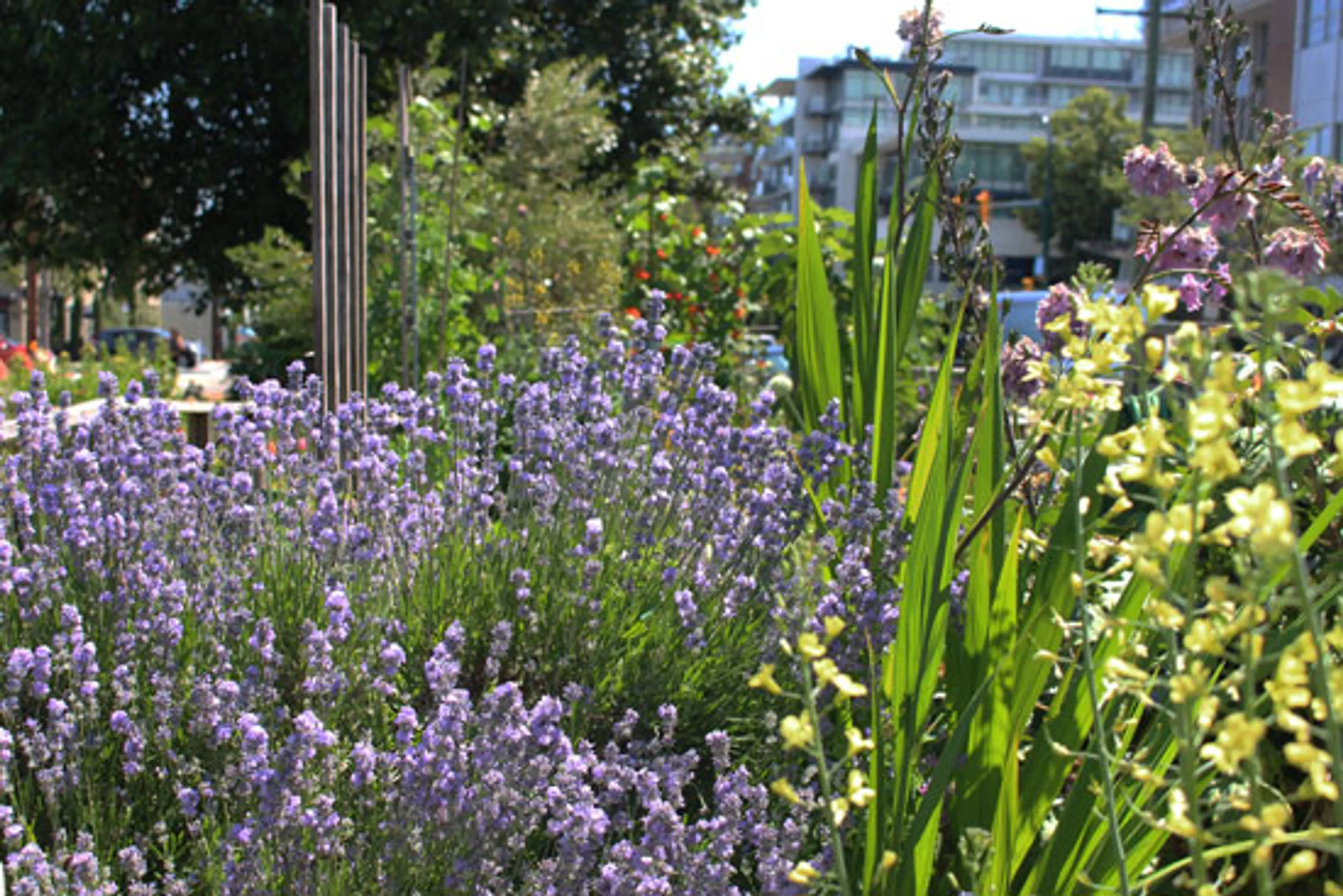 Can you Dig It? Vancouver’s Community Gardens
