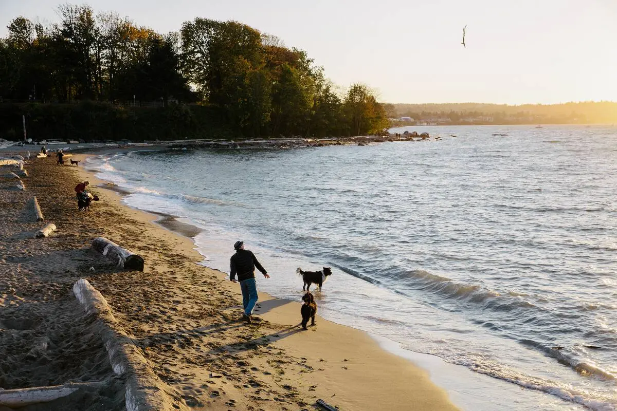 A person throws sticks for two dogs on the beach in Vancouver at sunset