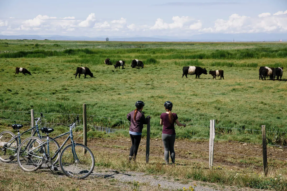 Two cyclists stop to look at cows on the West Dyke Trail in Richmond.