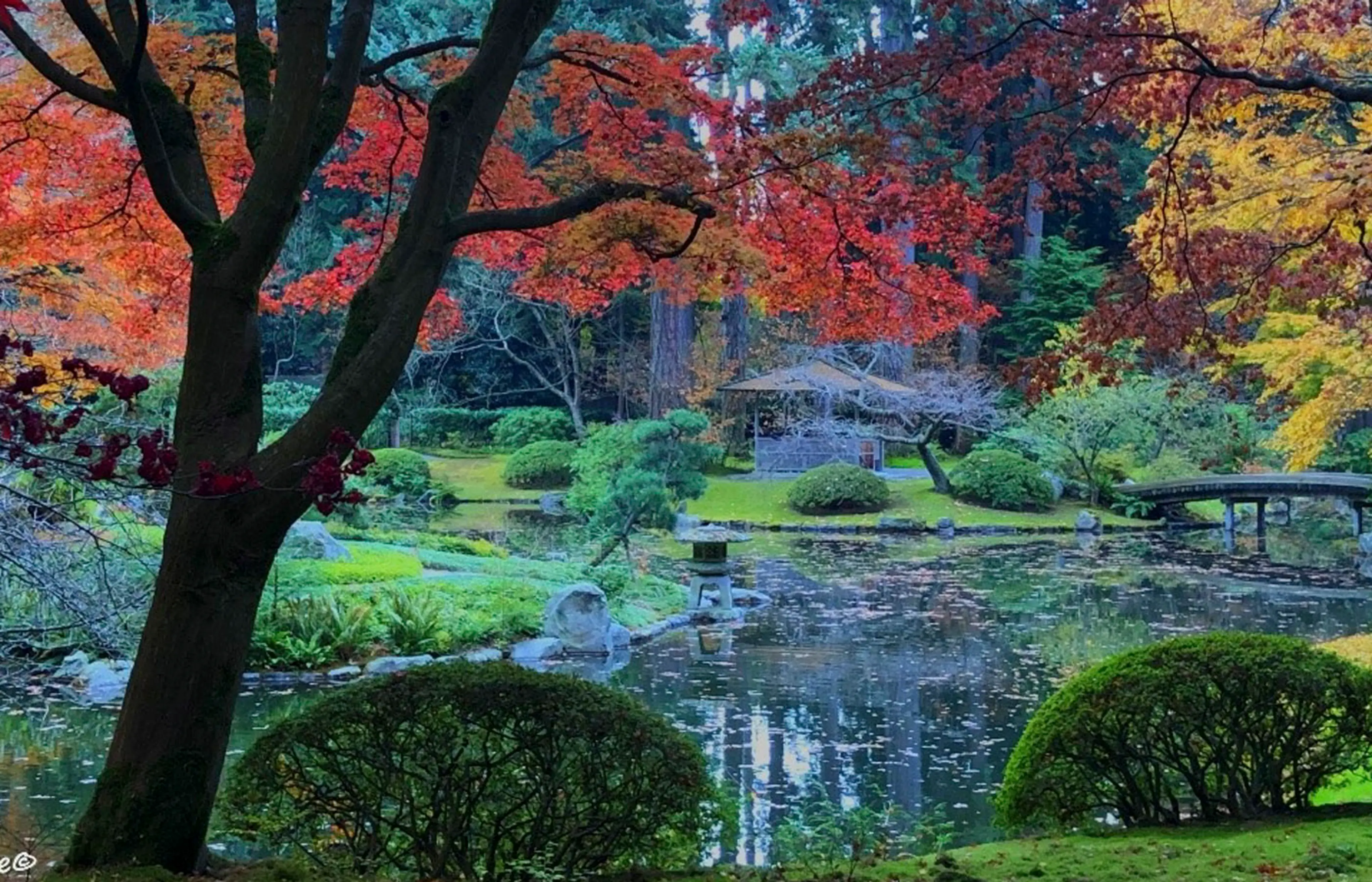 Japanese maple trees turn red against the green moss of Nitobe Memorial Garden at the University of British Columbia