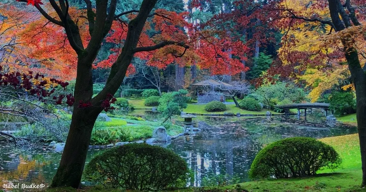 Fall colours at Nitobe Garden at the University of British Columbia in Vancouver