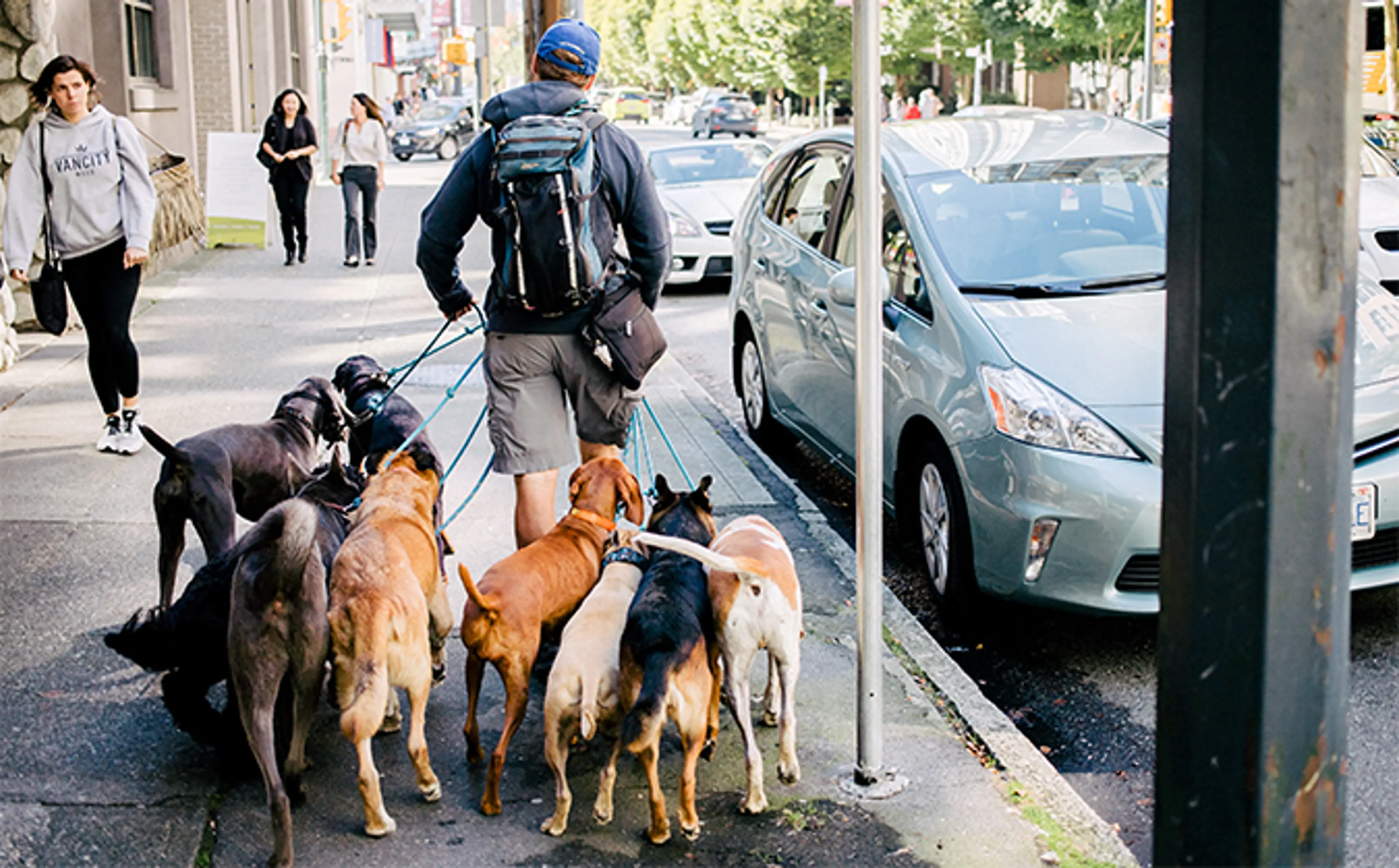 A Dog's Way in Vancouver