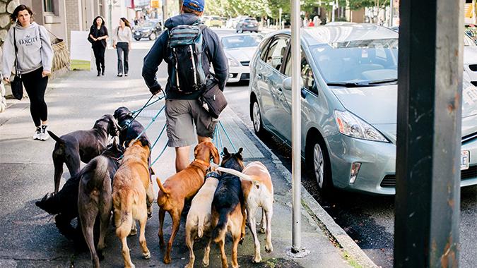 A Dog's Way in Vancouver