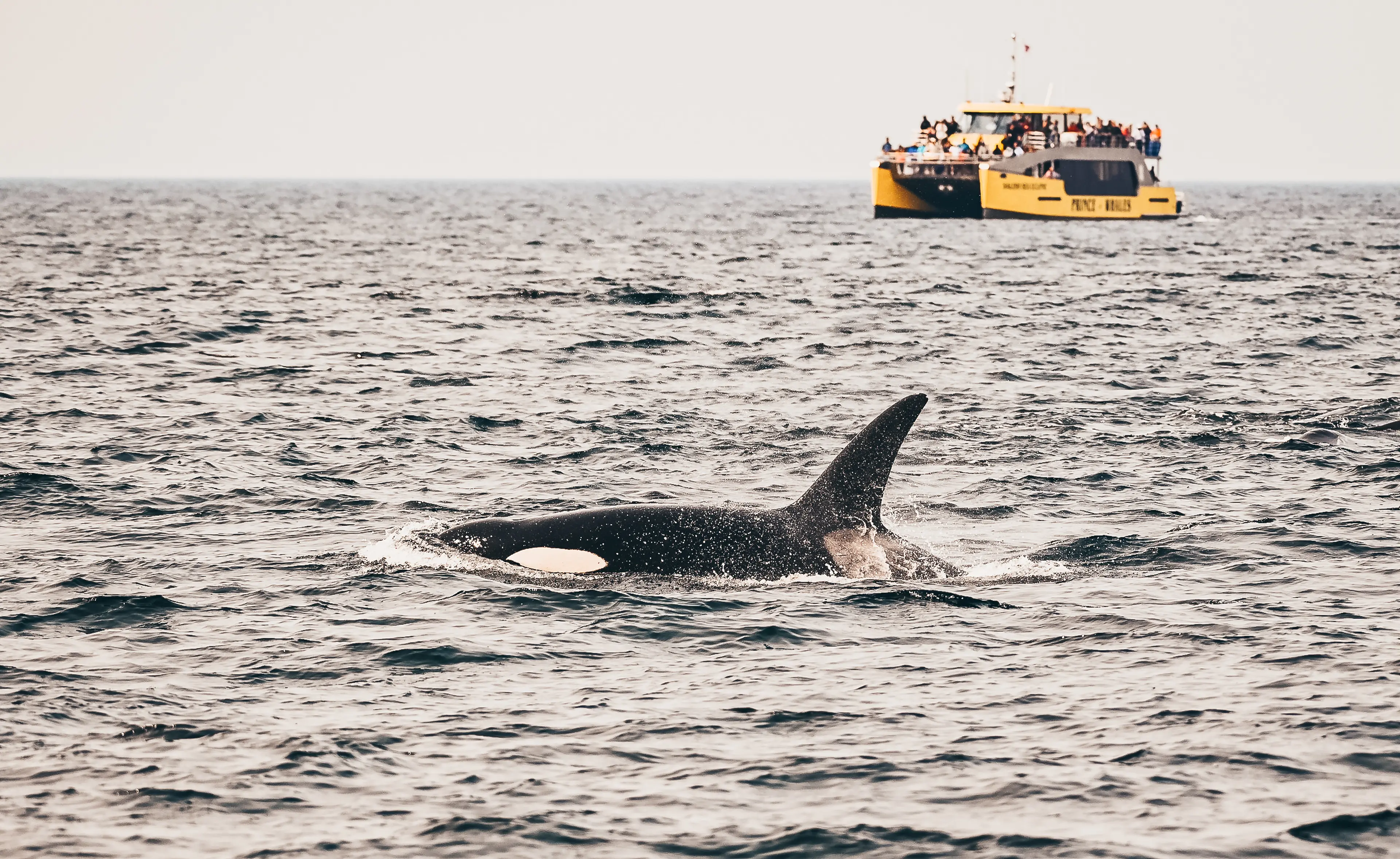 Prince of whales Vancouver