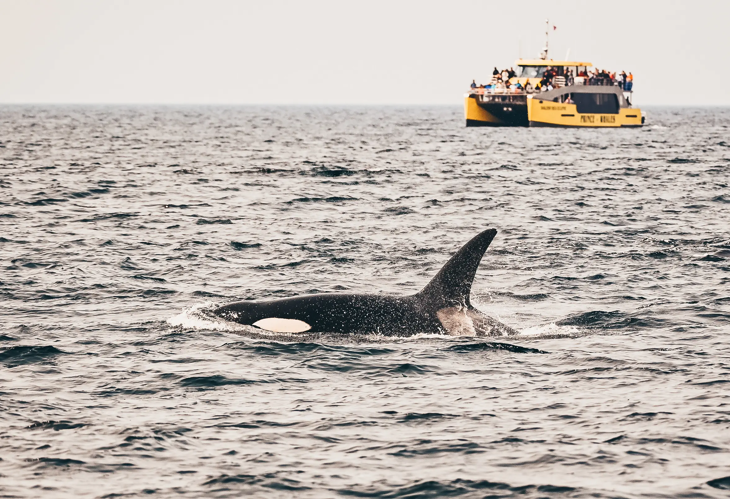 Prince of whales Vancouver