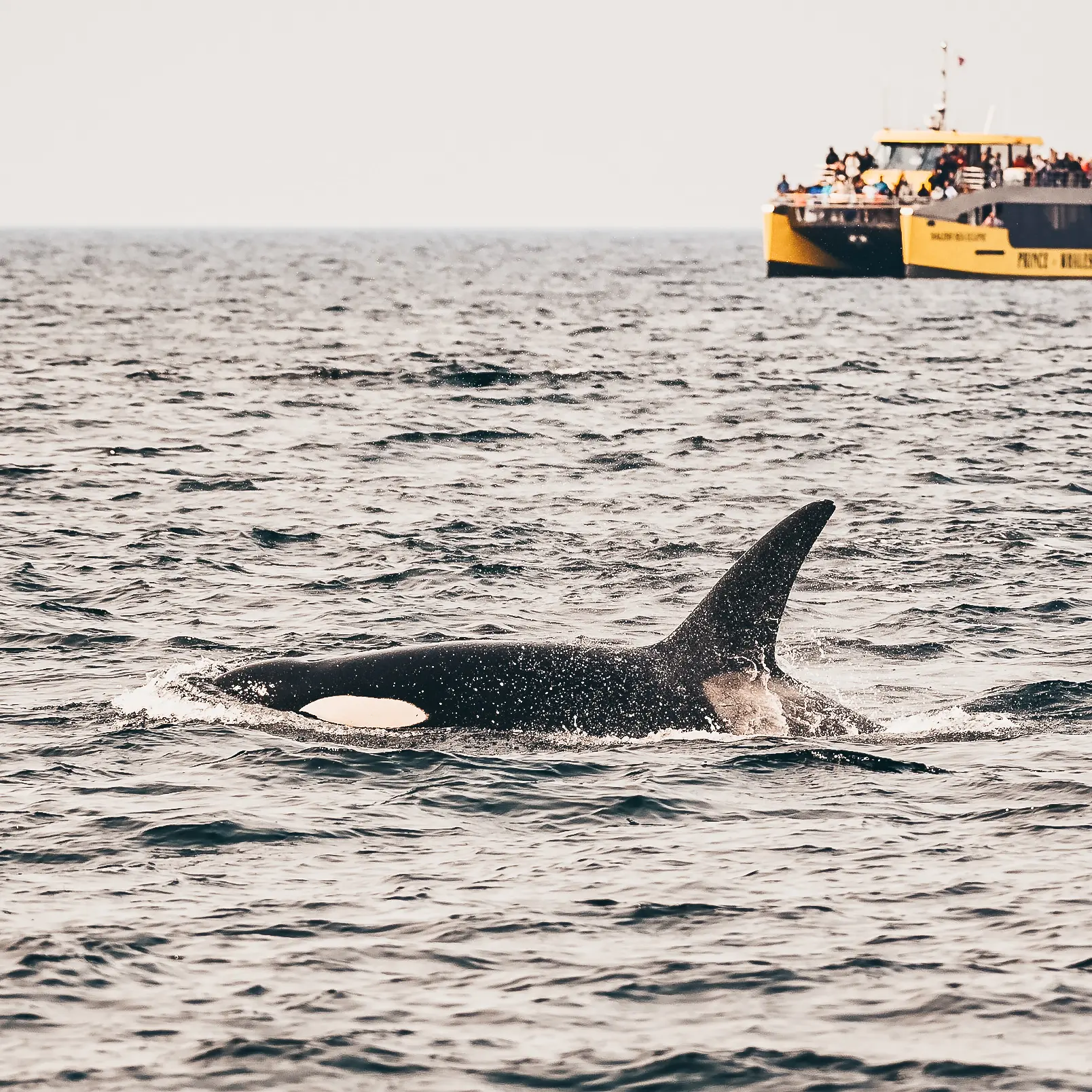 Prince of whales Vancouver