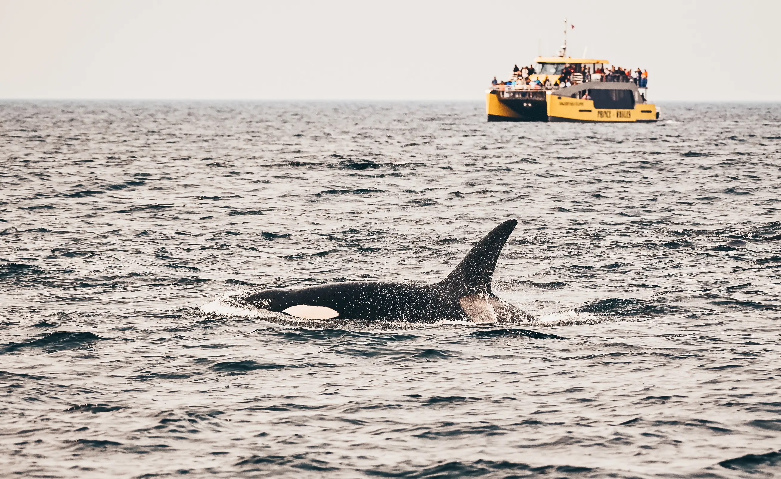 Prince of whales Vancouver