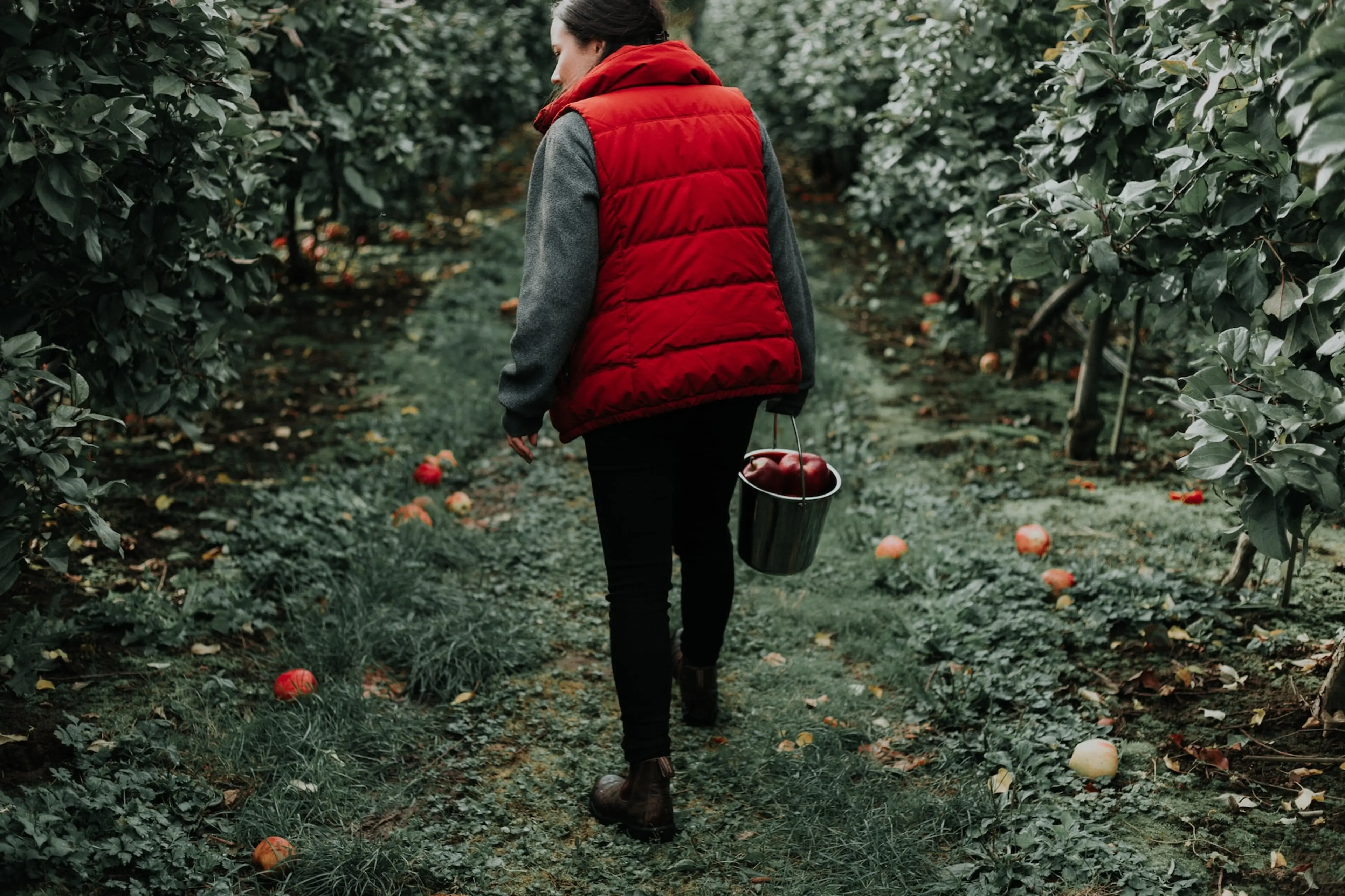 A woman walks between rows of apple trees with a bucket full of apples