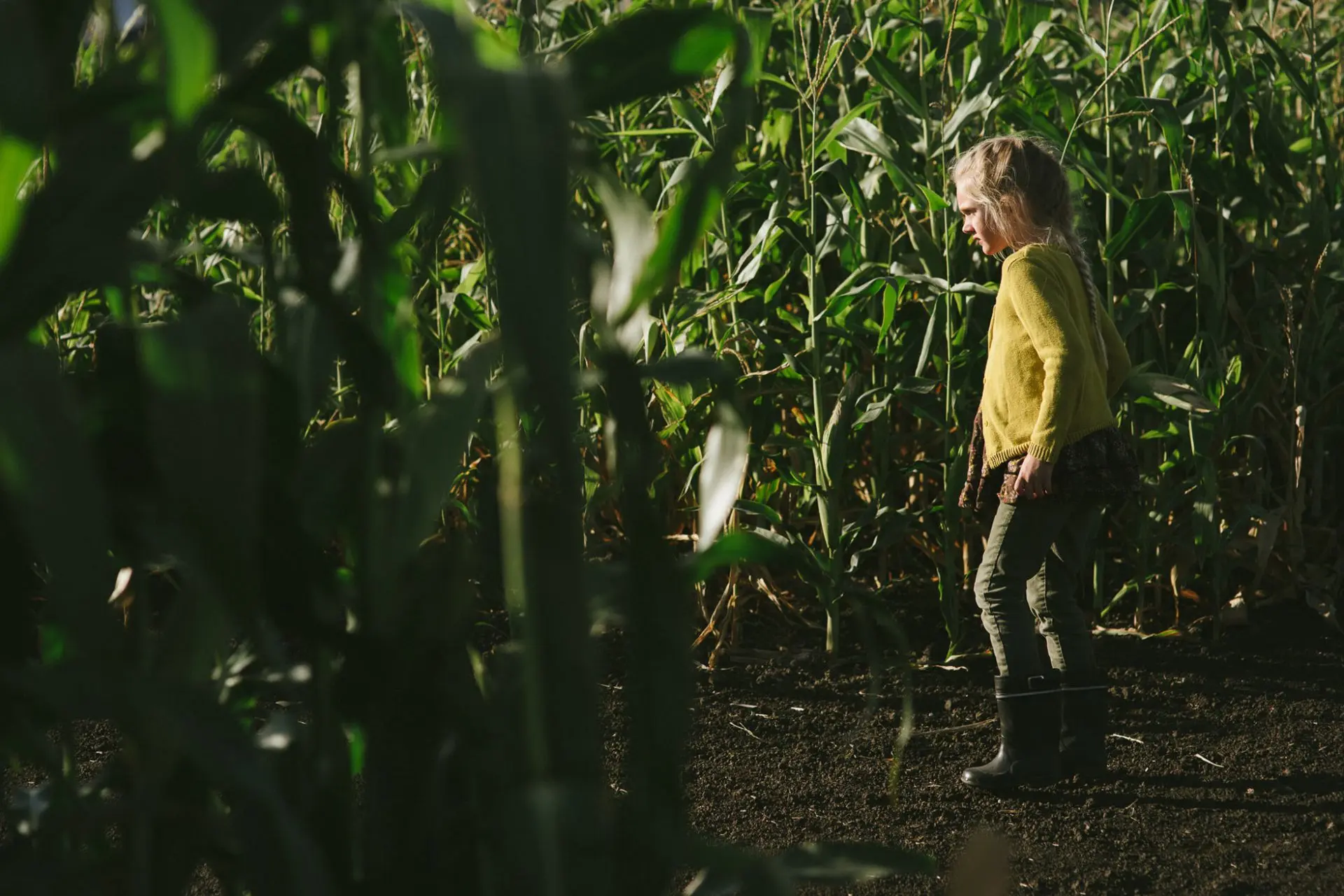 Chilliwack corn maze
