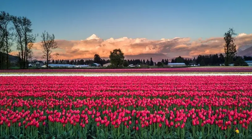 Tulips in a farm field at the Botanica Flower Festival