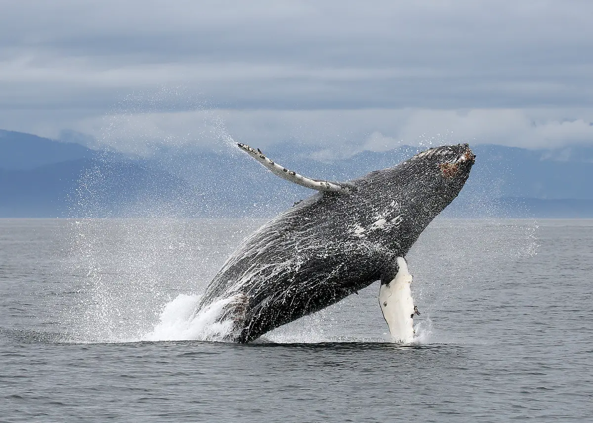 Humpback whale breaching near Vancouver