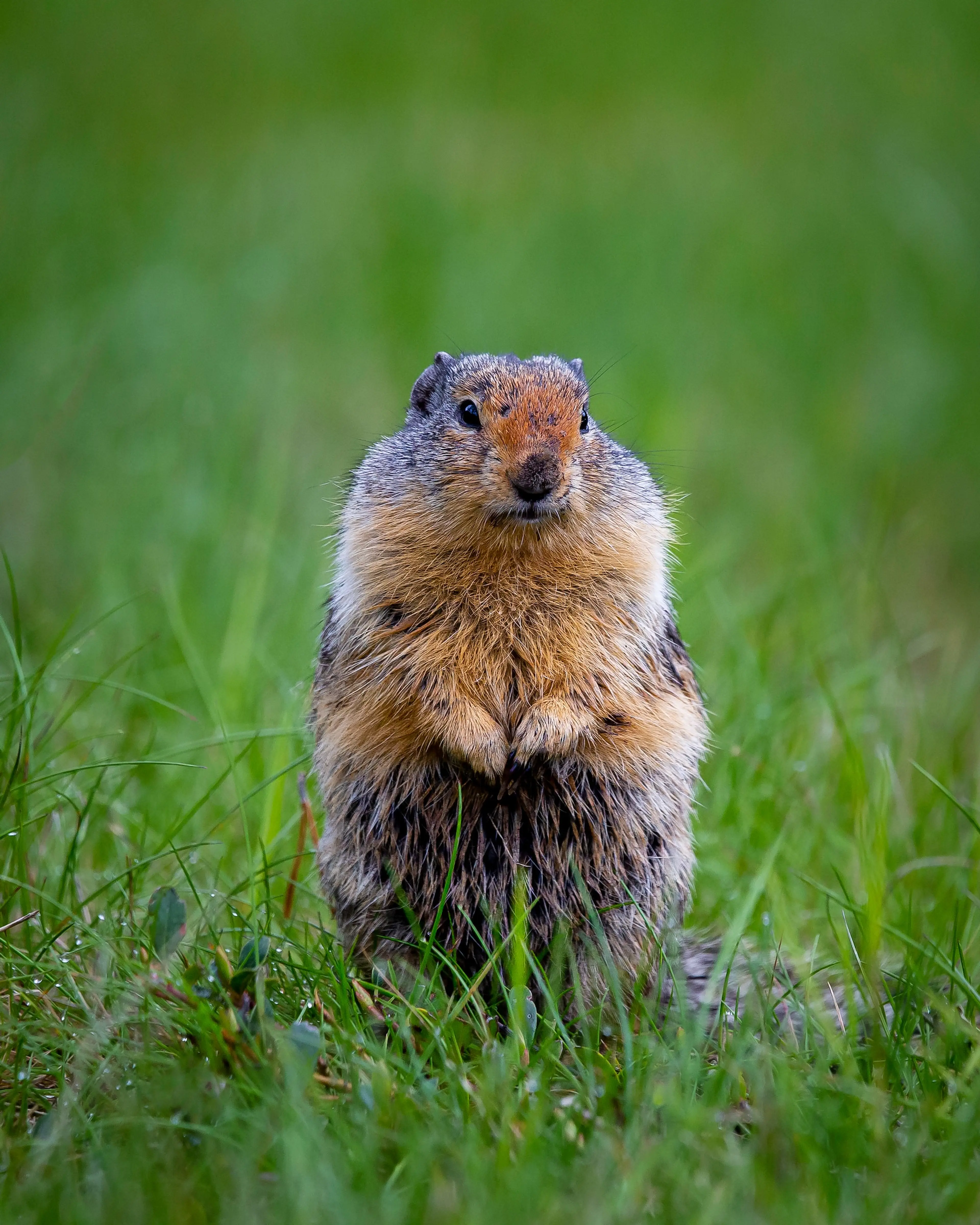 A Columbia ground squirrel stands in the grass at Manning Provincial Park