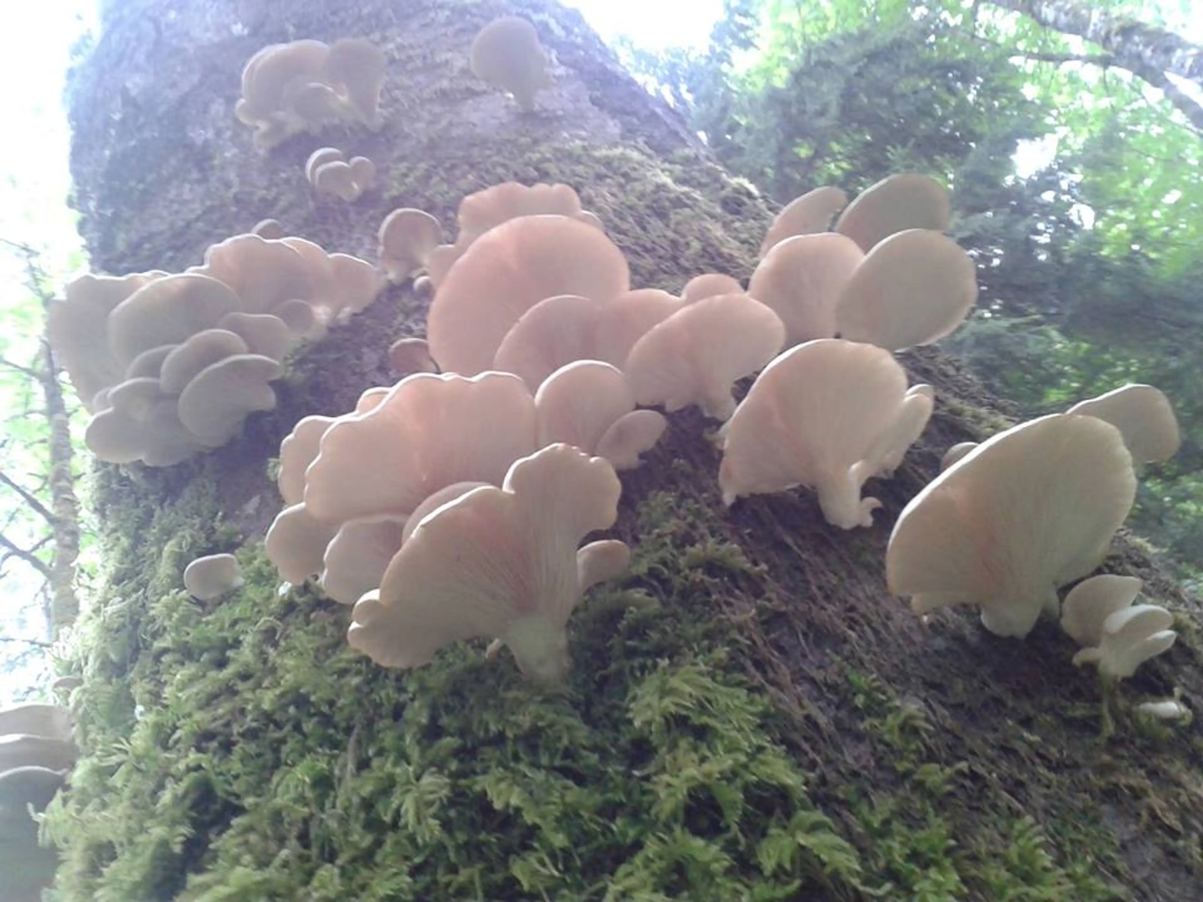 Mushroom Course: Edibles and Medicinals