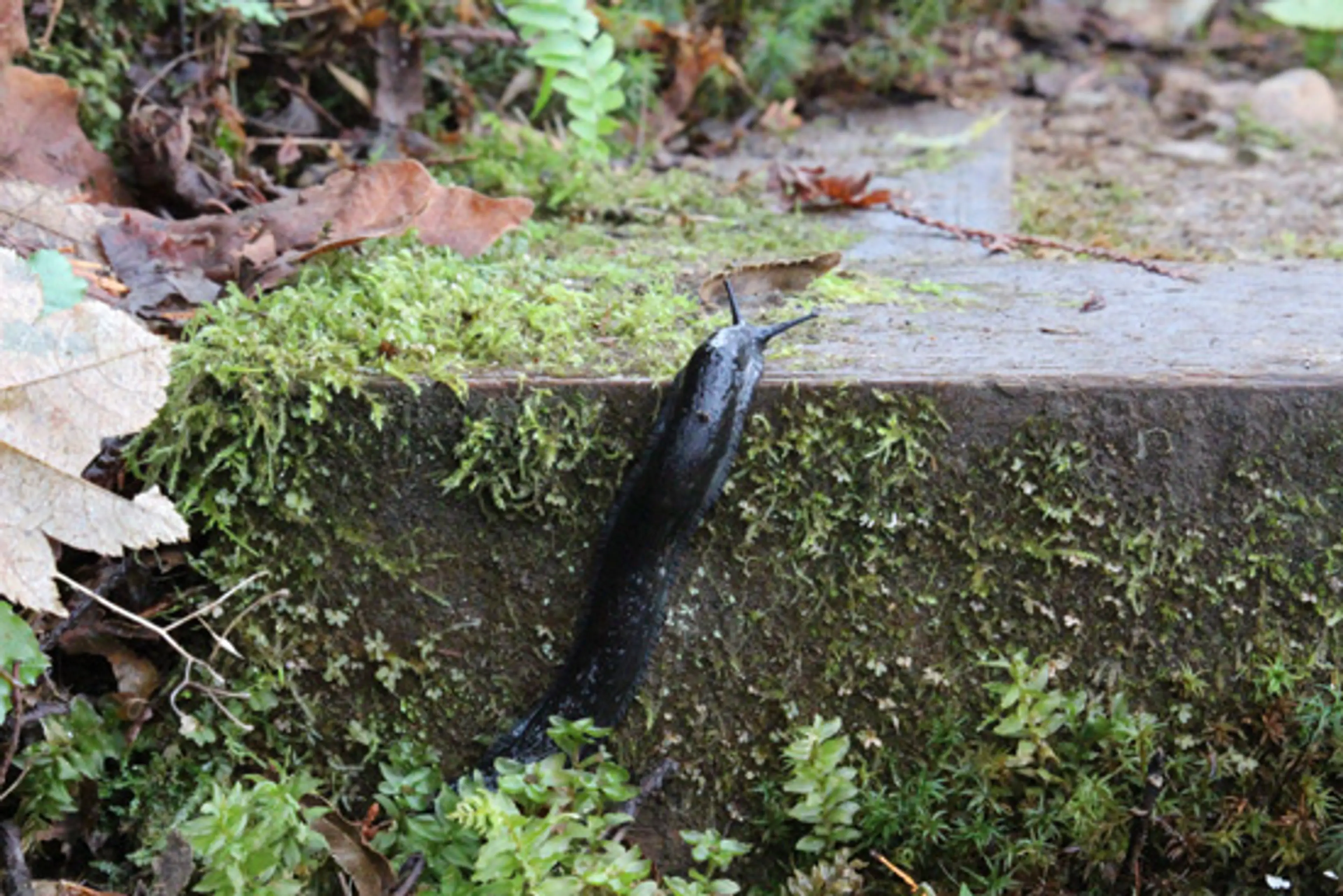 Discover-Outdoors-Burnaby-Mountain-Conservation-Area