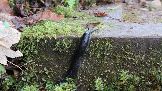 Discover-Outdoors-Burnaby-Mountain-Conservation-Area