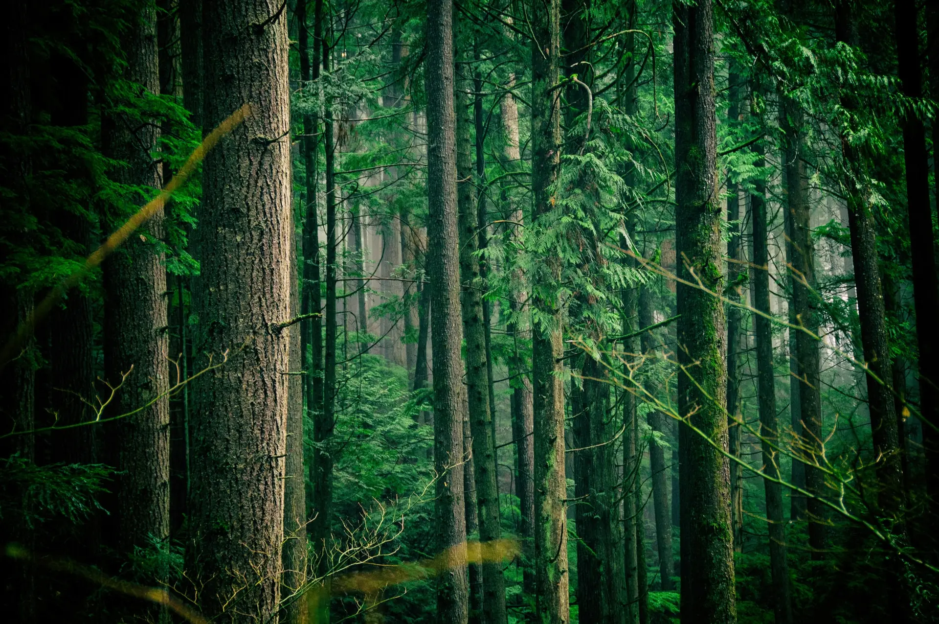 Trees in Lynn Canyon