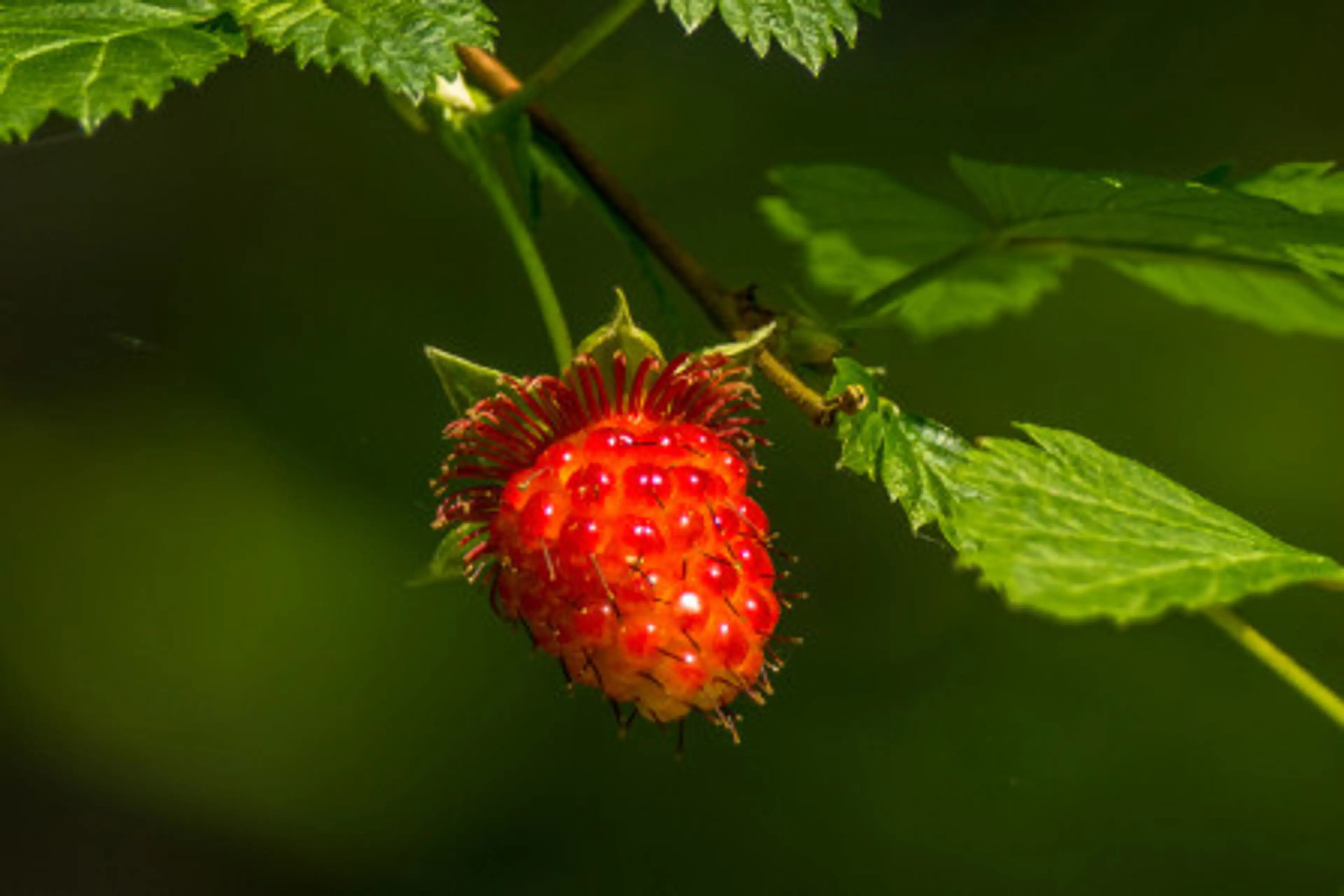 Forager Tours | Photo by Michael Schmidt