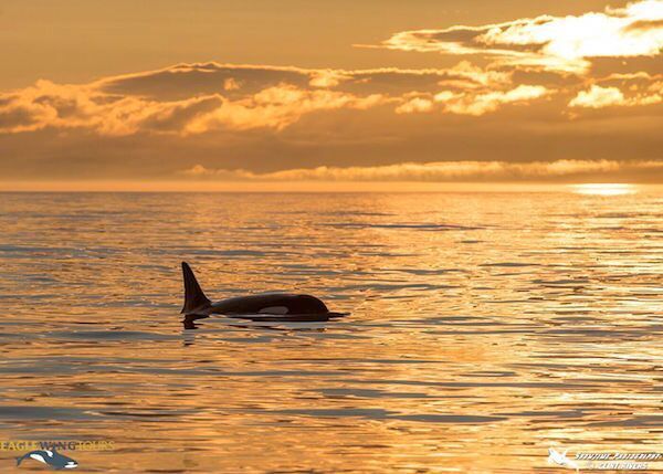 Sunset whale watching