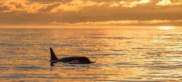 Sunset whale watching