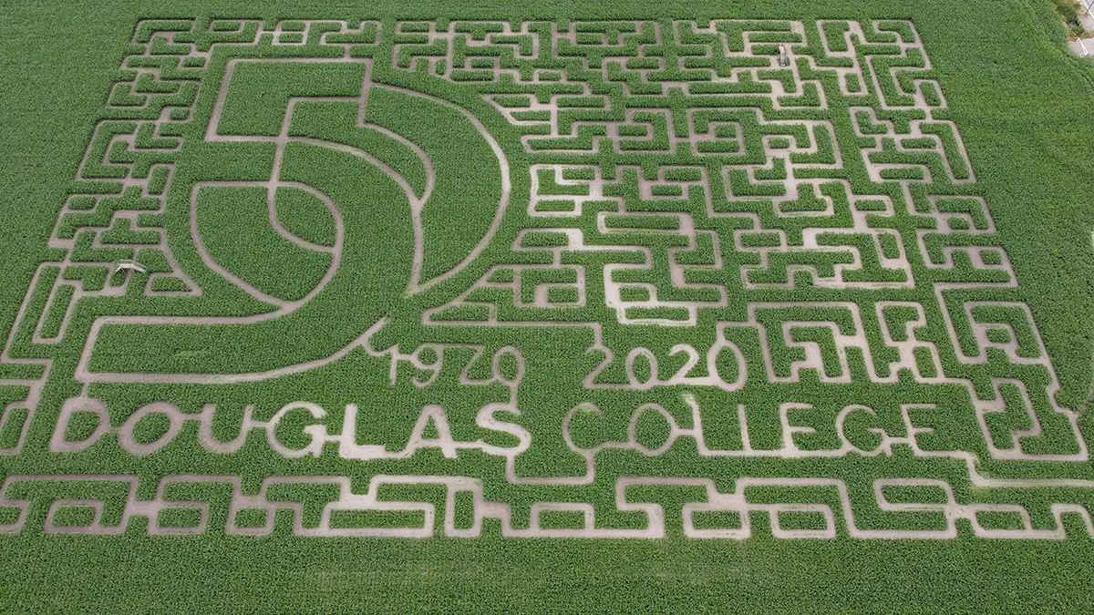 Aerial view of the Bose and Sons corn maze near Vancouver