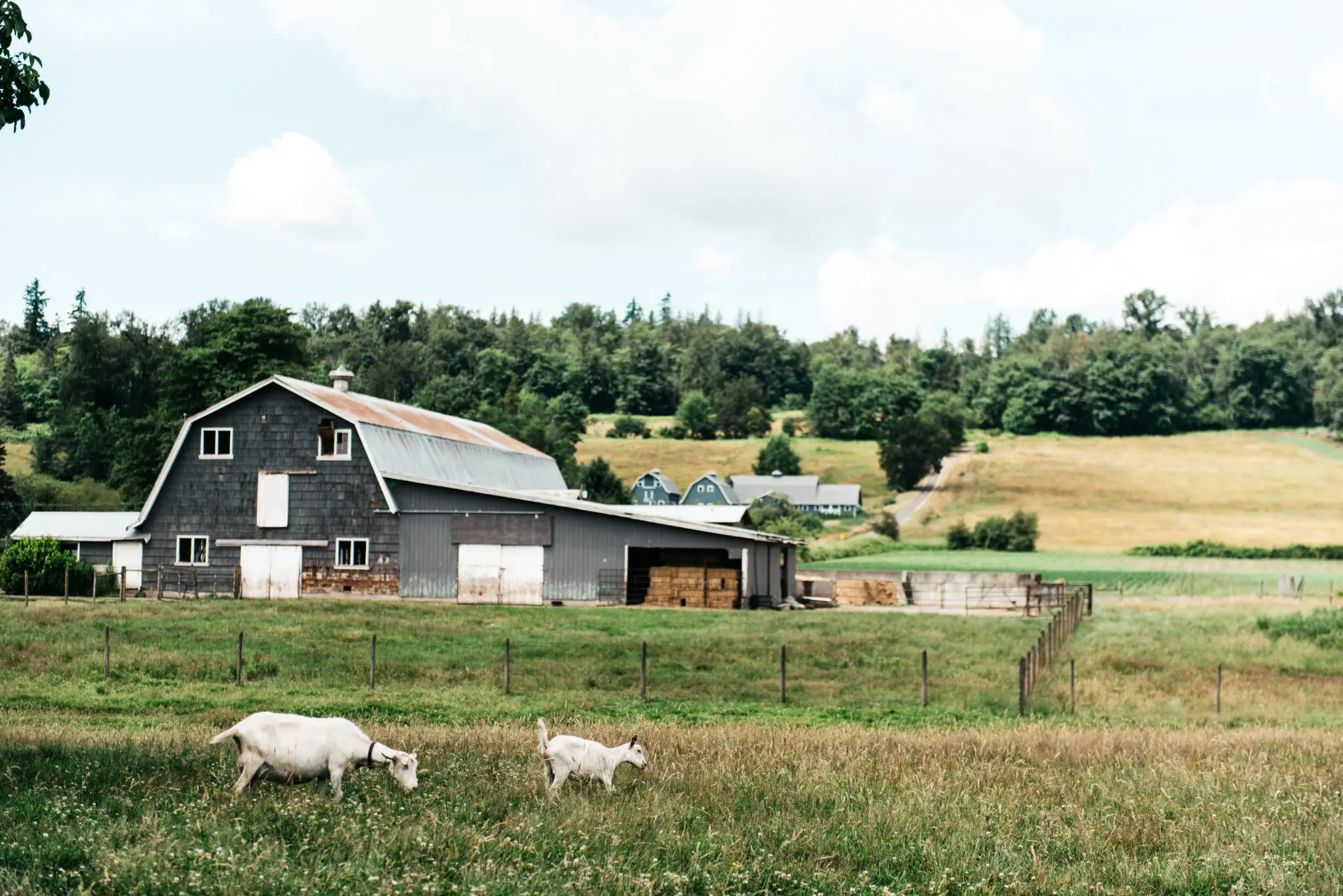 Goats in front of a barn at Milner Valley Cheese in Langley
